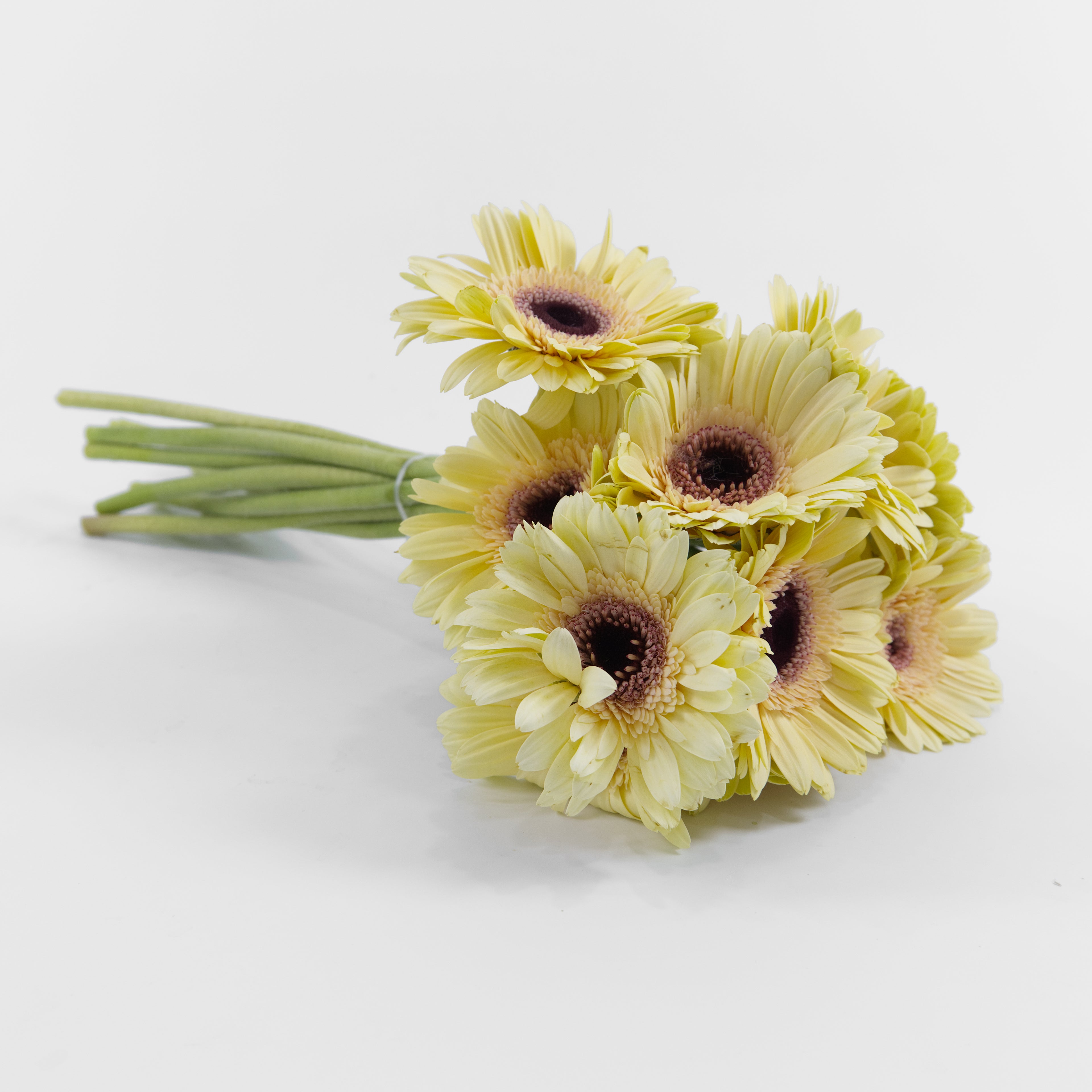 A wholesale bundle of ten fresh Gerbera Champagne daisies with soft cream-blush petals, wrapped and ready for delivery in Malaysia.