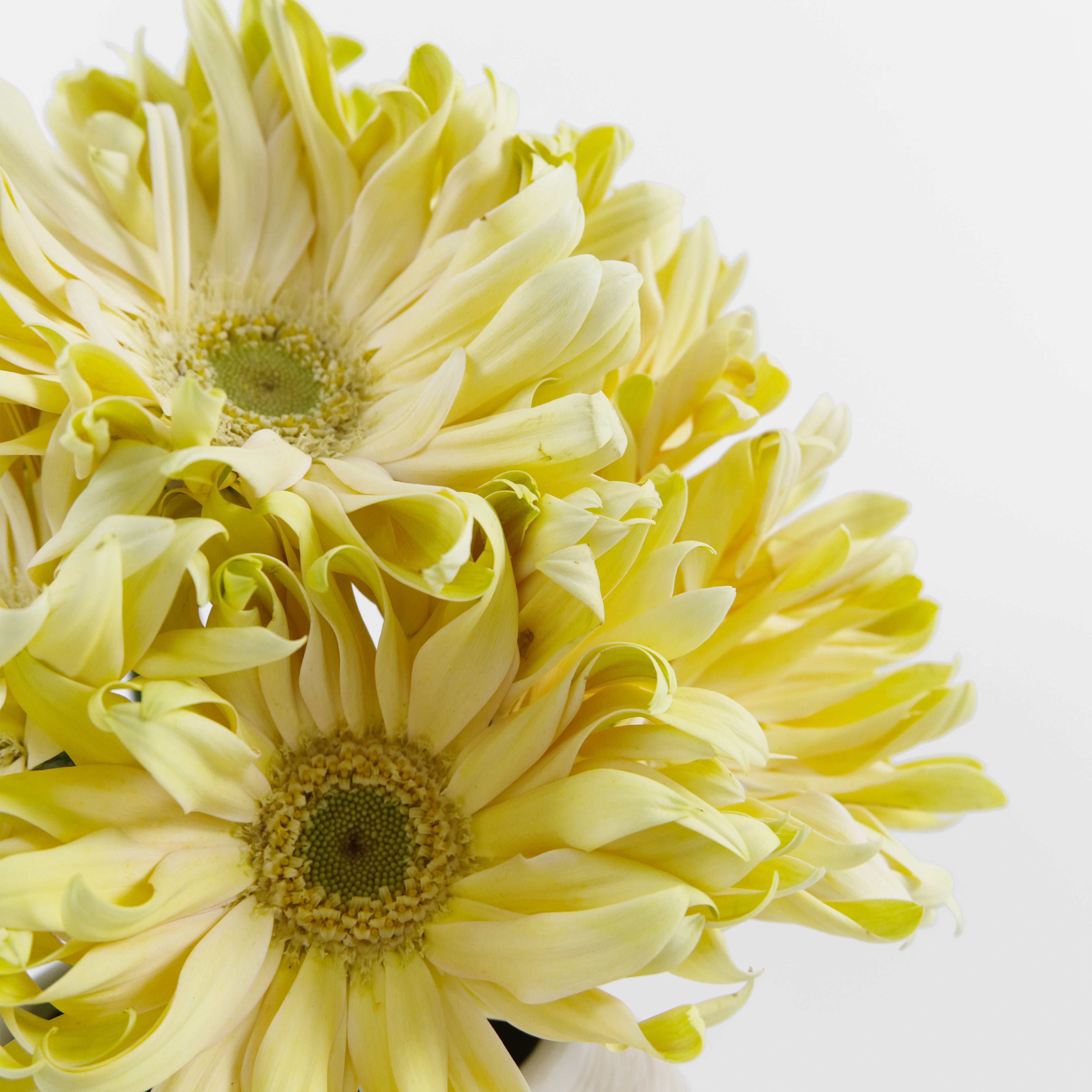 Detailed close-up of a Gerbera Pasta Cream flower showing its unique curled, wavy cream petals, available from a KL specialty flower supplier.