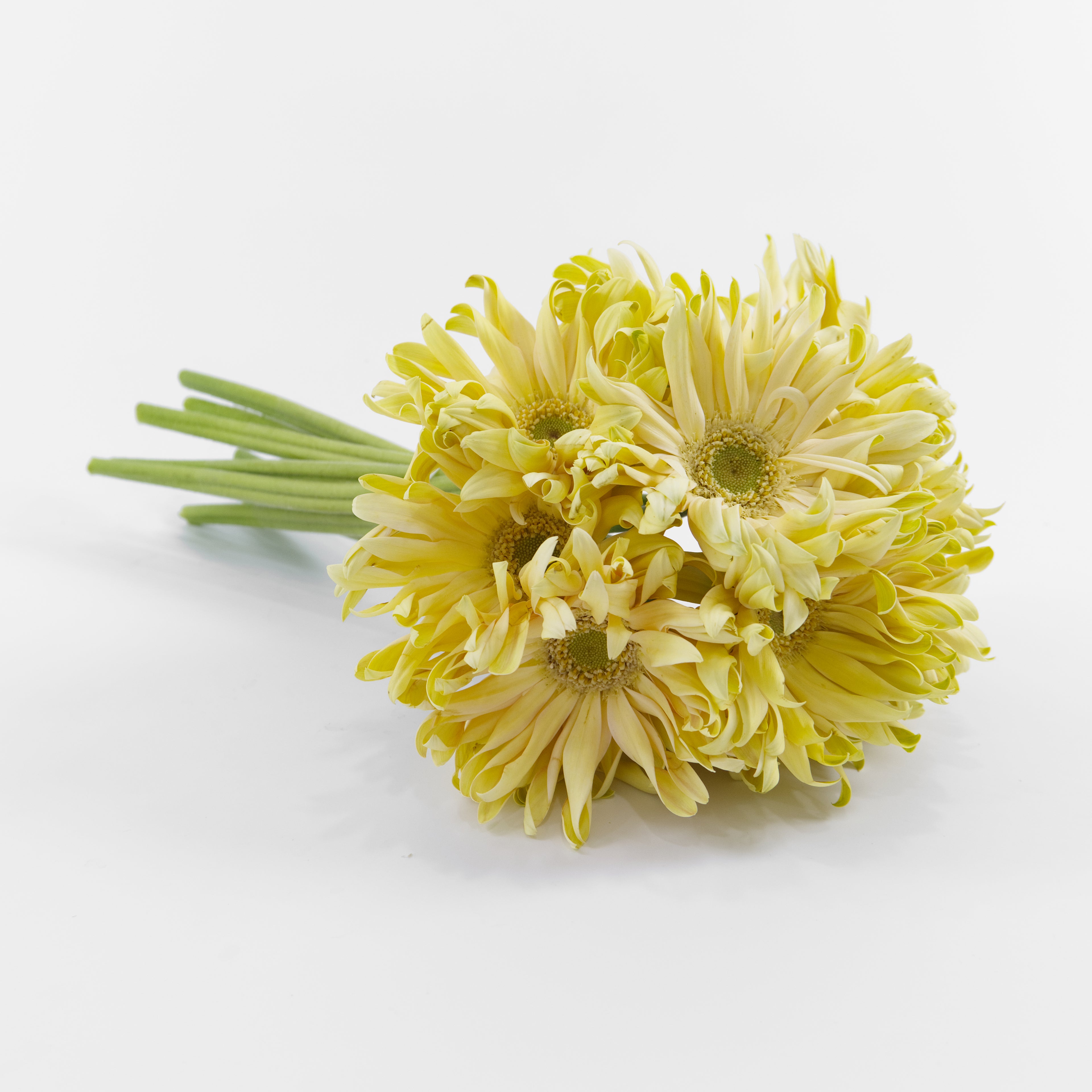A wholesale bundle of ten fresh Gerbera Pasta Cream daisies with ruffled cream-colored petals, prepared for delivery in Malaysia.