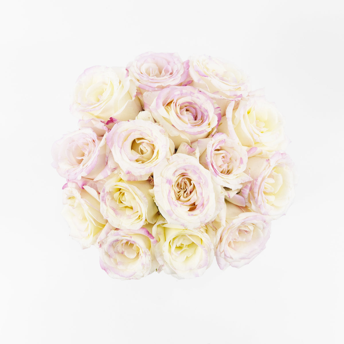 Rose - Ni Shang China