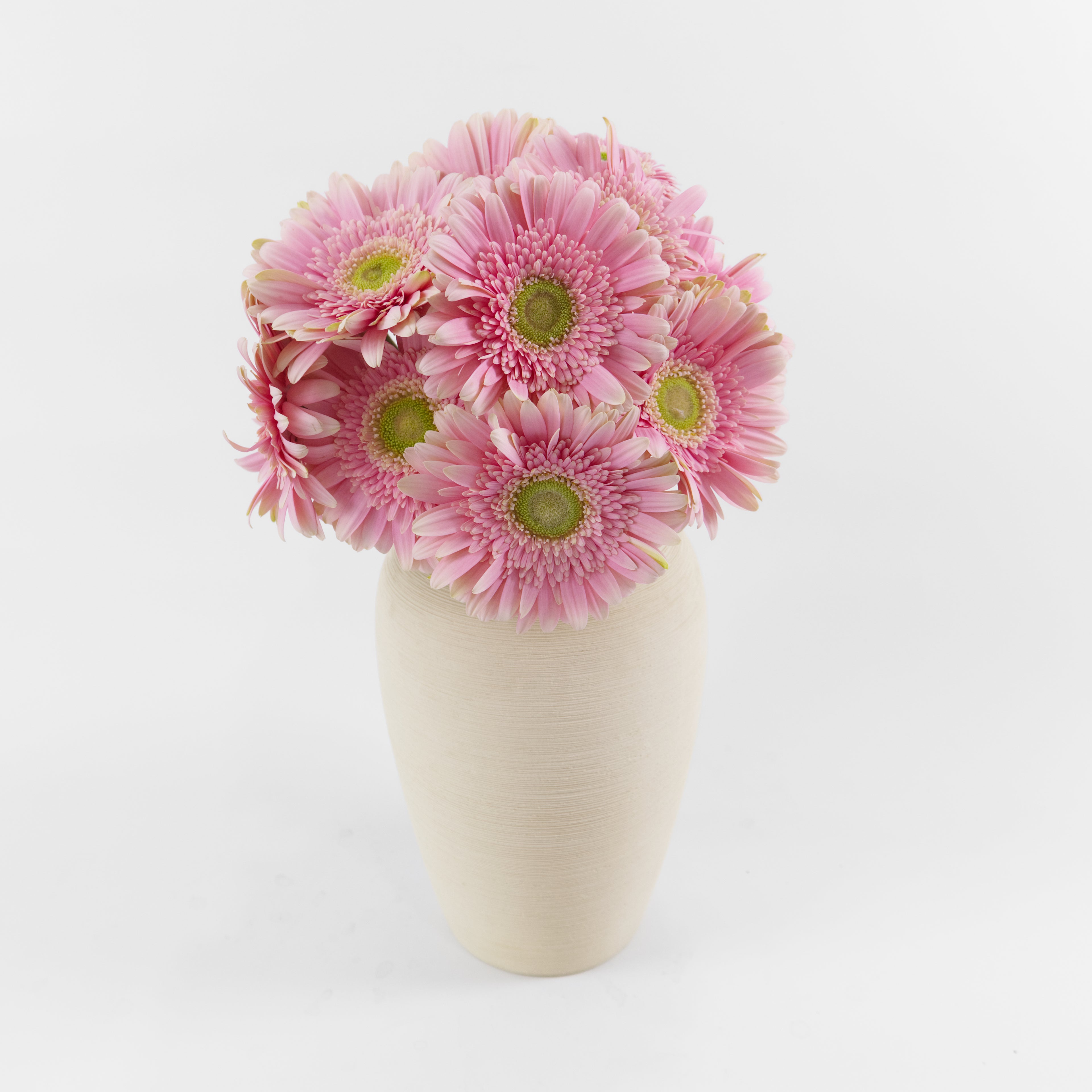 A wholesale bundle of ten fresh Gerbera Light Pink Green Heart daisies with pastel pink petals and green centers, prepared for delivery in Malaysia.
