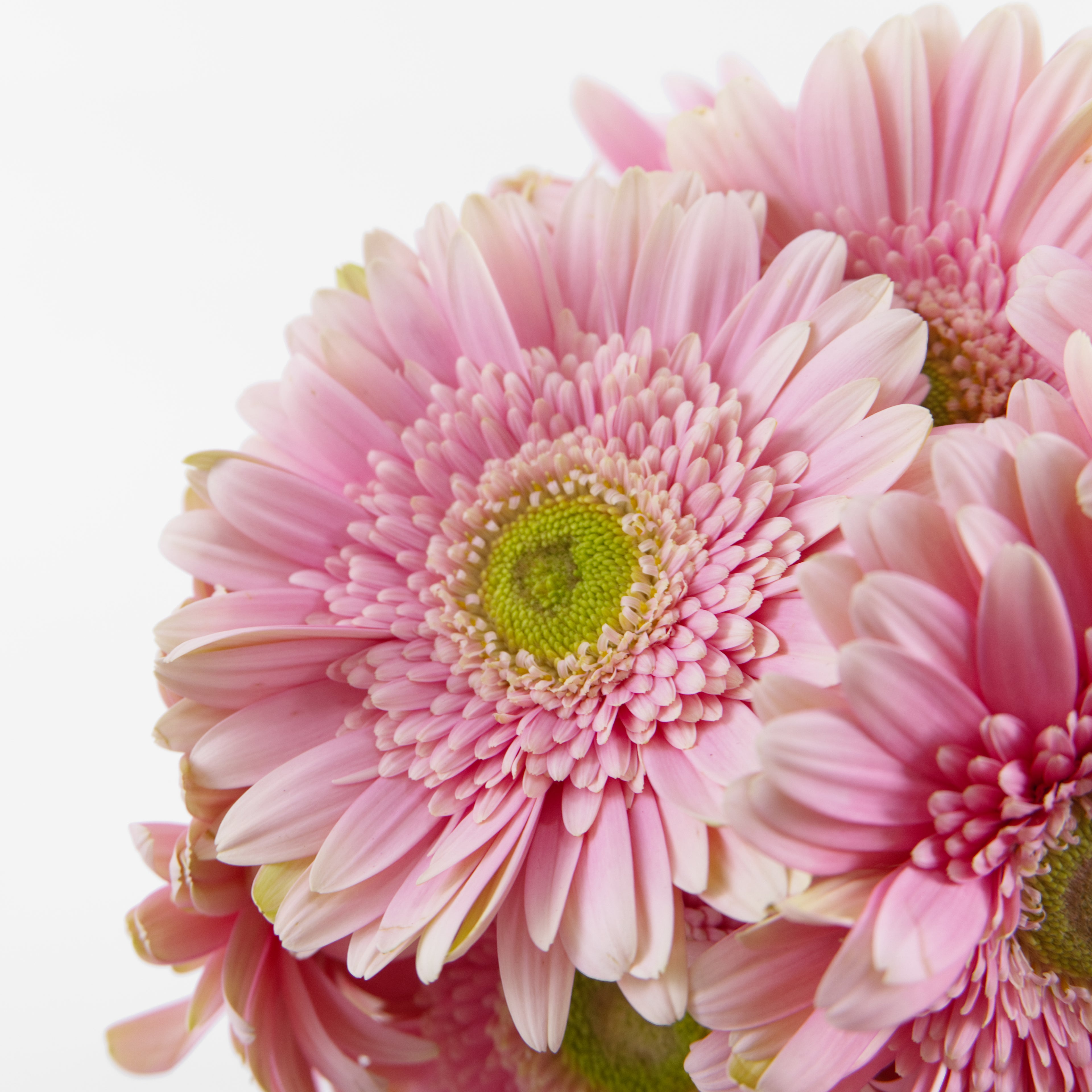 Close-up of pink flowers with a white background
