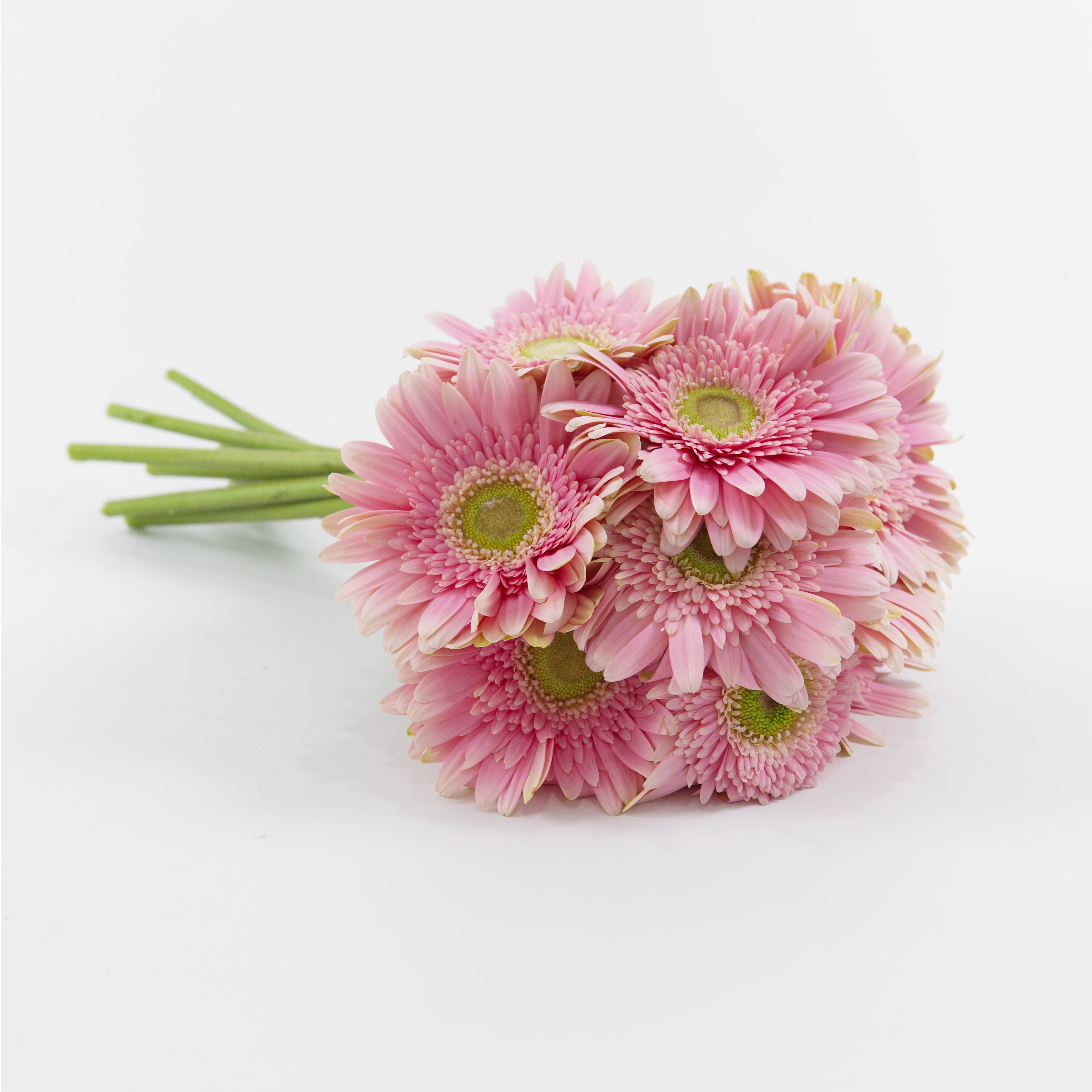 Bundles of wholesale Gerbera Light Pink Green Heart flowers kept in clean water containers inside a floral cold storage room in Kuala Lumpur.