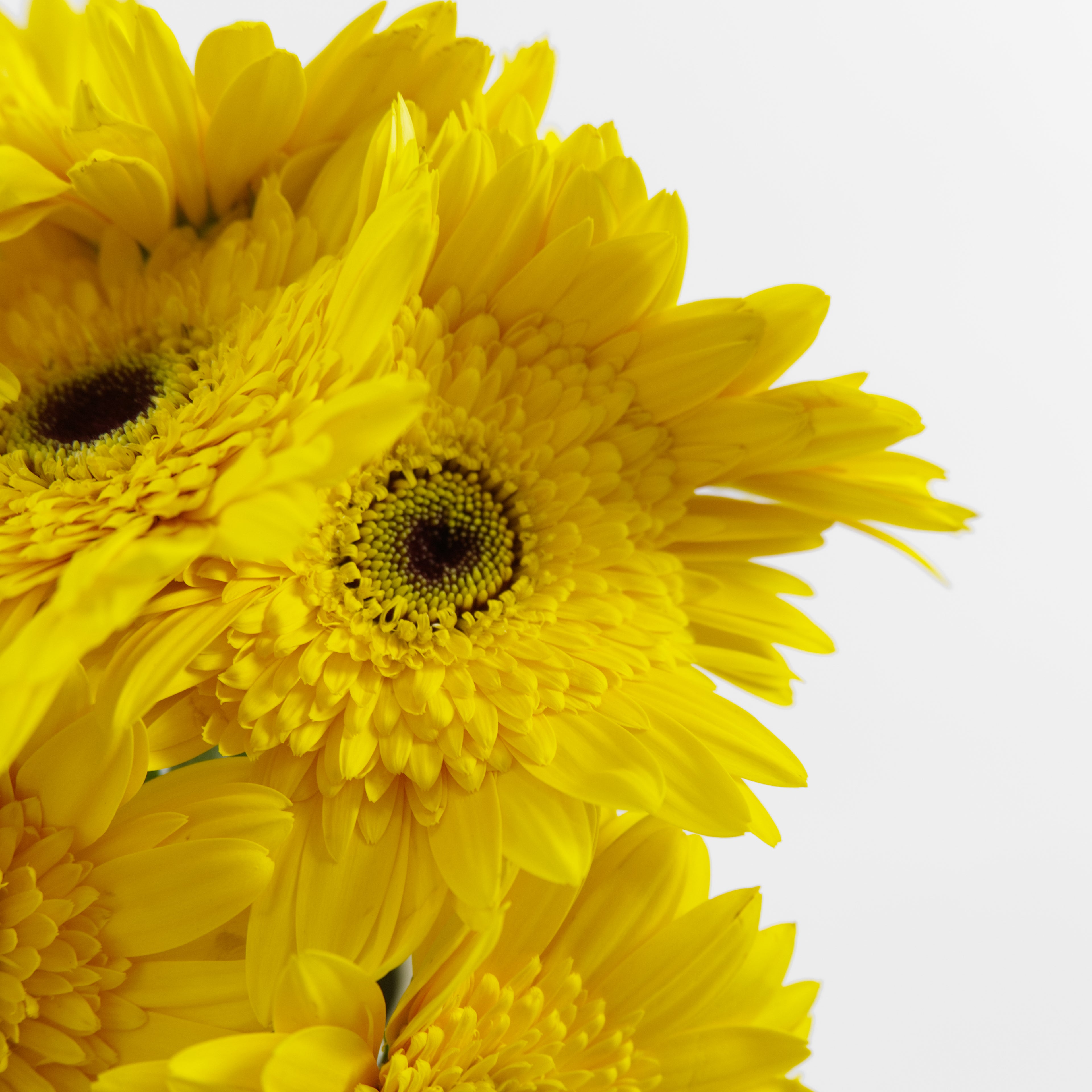 Close-up of a canary-yellow Gerbera New Yellow flower showing its uniform petals and light green center, available from a KL wholesaler.