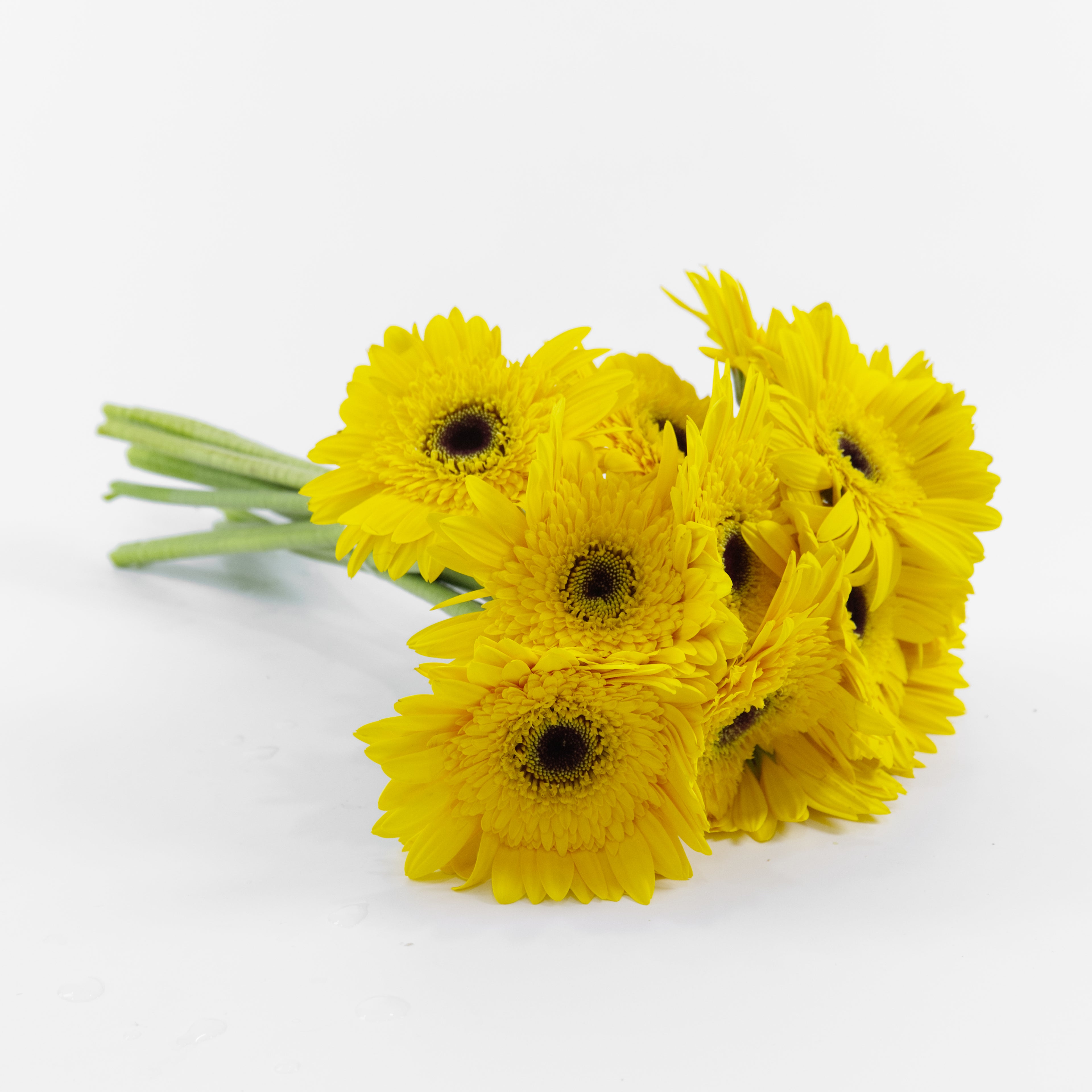 Bundles of wholesale Gerbera New Yellow flowers stored in water containers inside a floral cold room in Kuala Lumpur before dispatch.