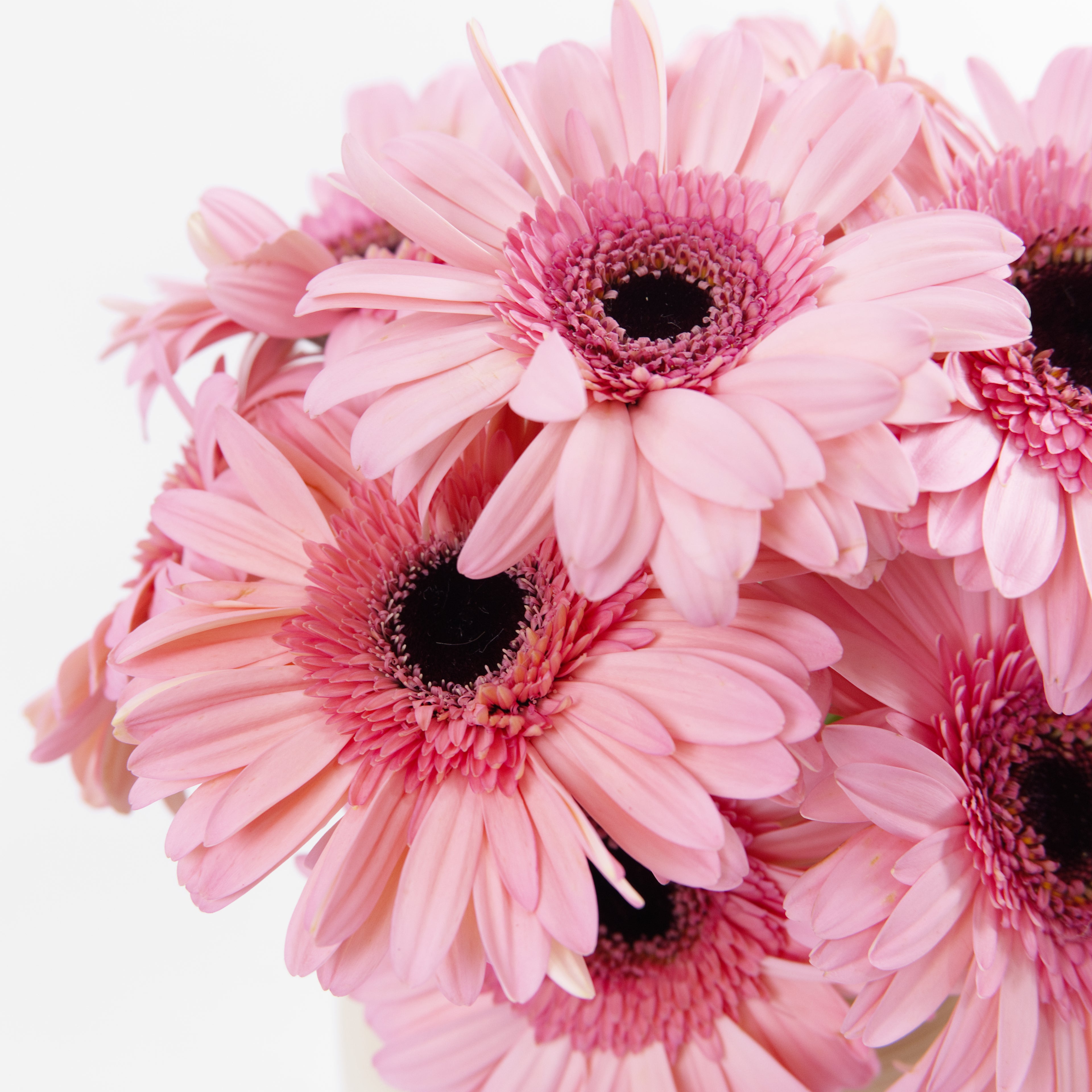 Close-up of a soft blush pink gerbera daisy flower showing its delicate petal layers, available from a KL flower wholesaler.