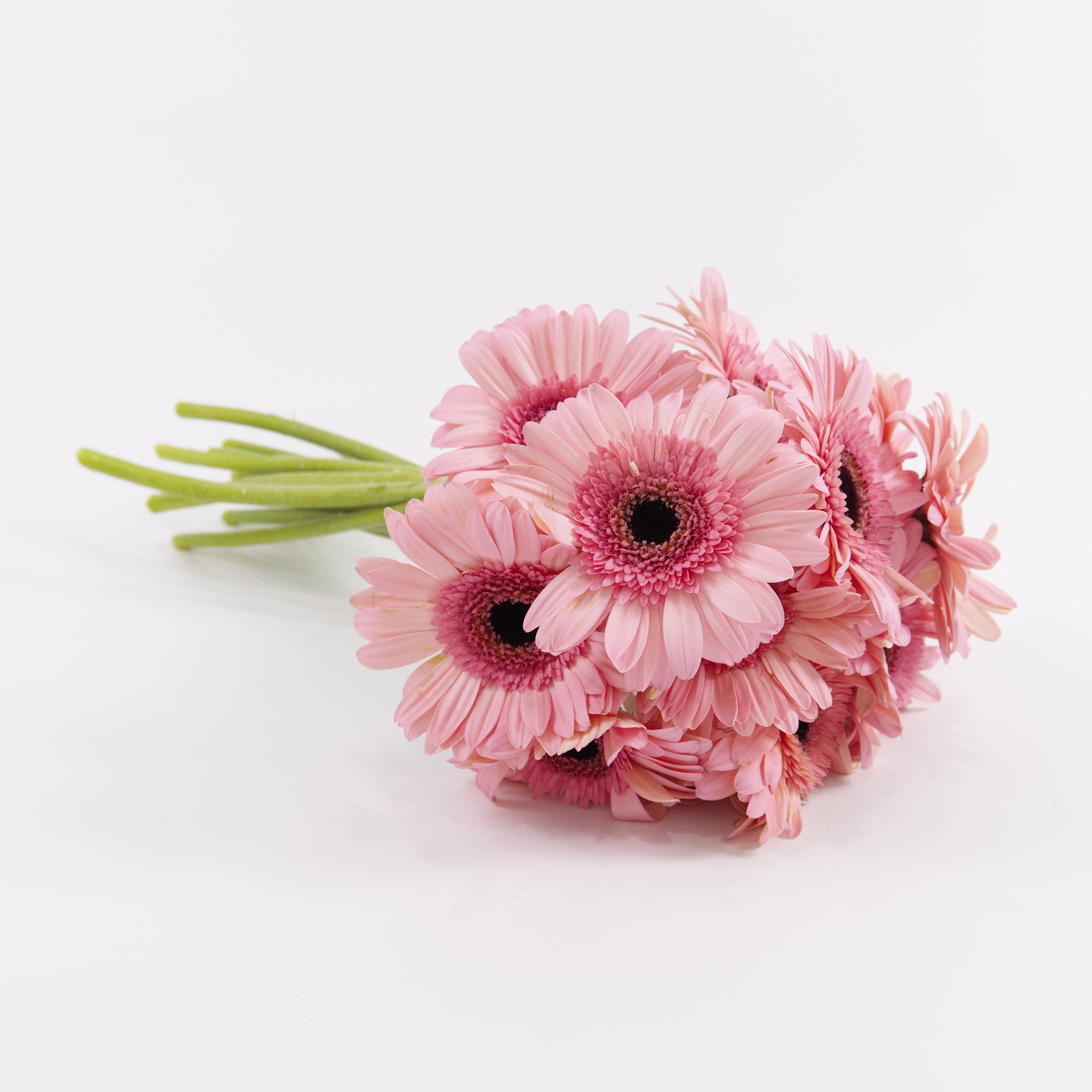 A wholesale bundle of ten fresh light pink gerbera daisies wrapped in protective paper, prepared for delivery in Malaysia.