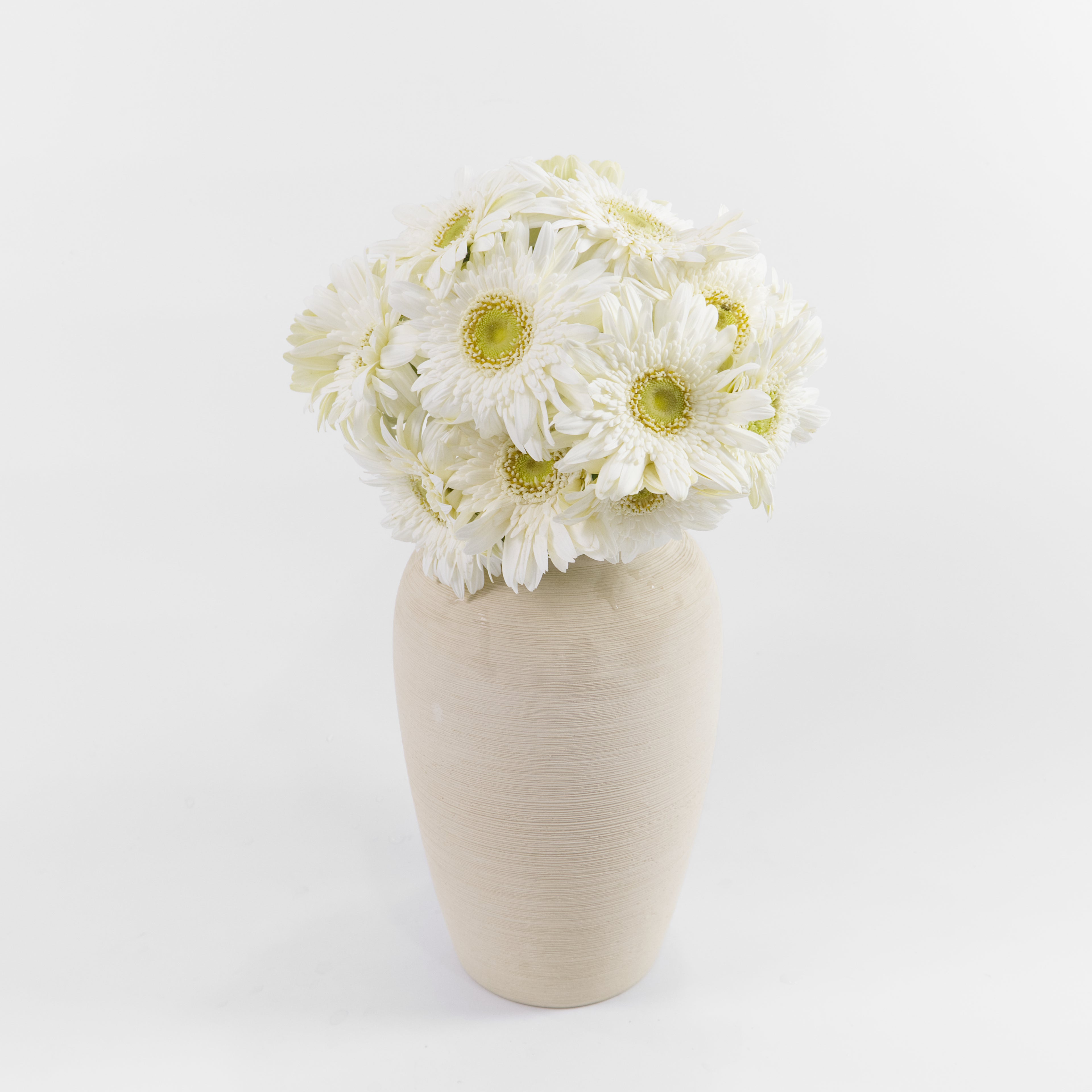Close-up of a classic white gerbera daisy flower head showing its pristine petals, available from a KL wholesale supplier.