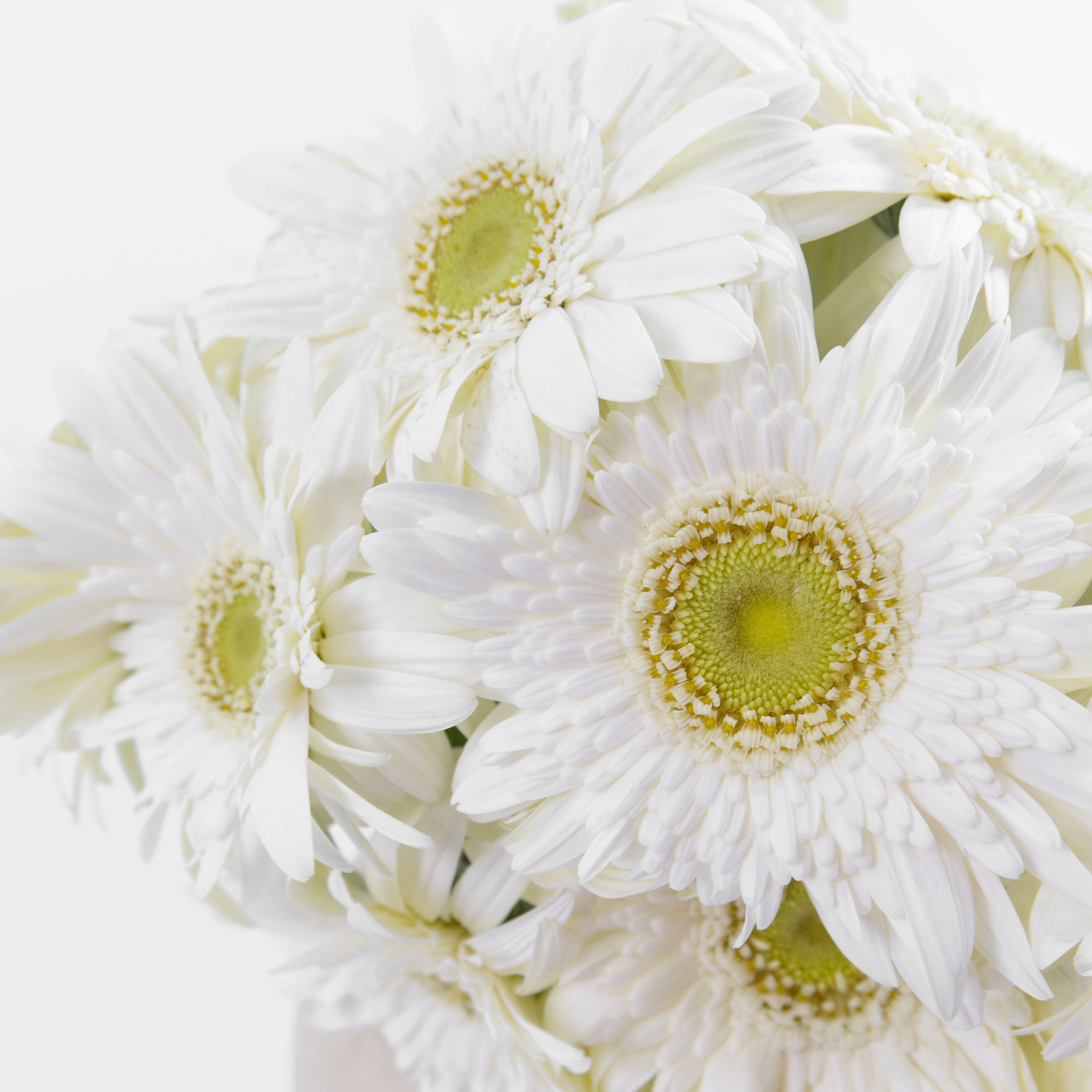 Bundles of wholesale white gerberas kept in clean water containers inside a temperature-controlled cold room in Kuala Lumpur.