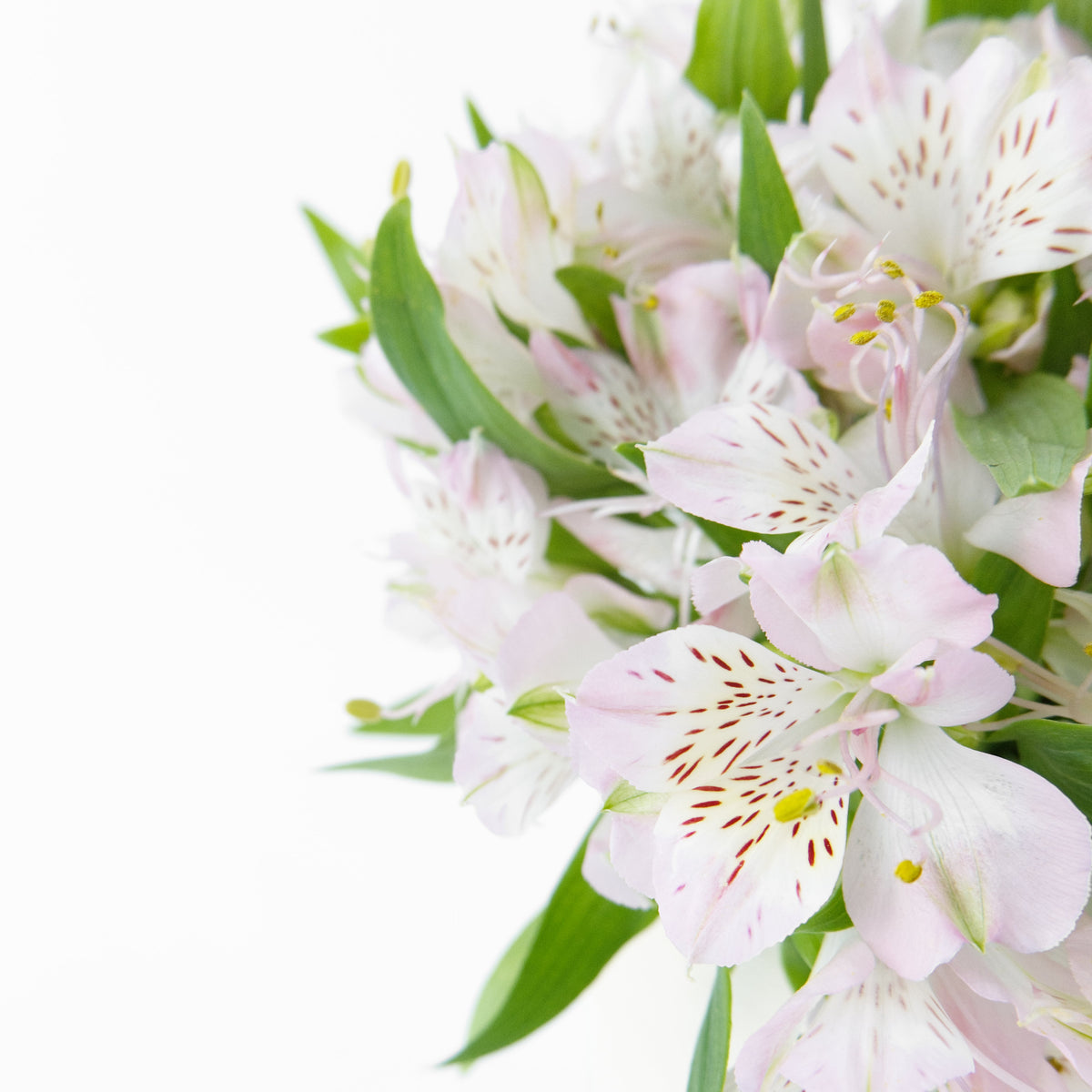 Alstroemeria - Light Pink China