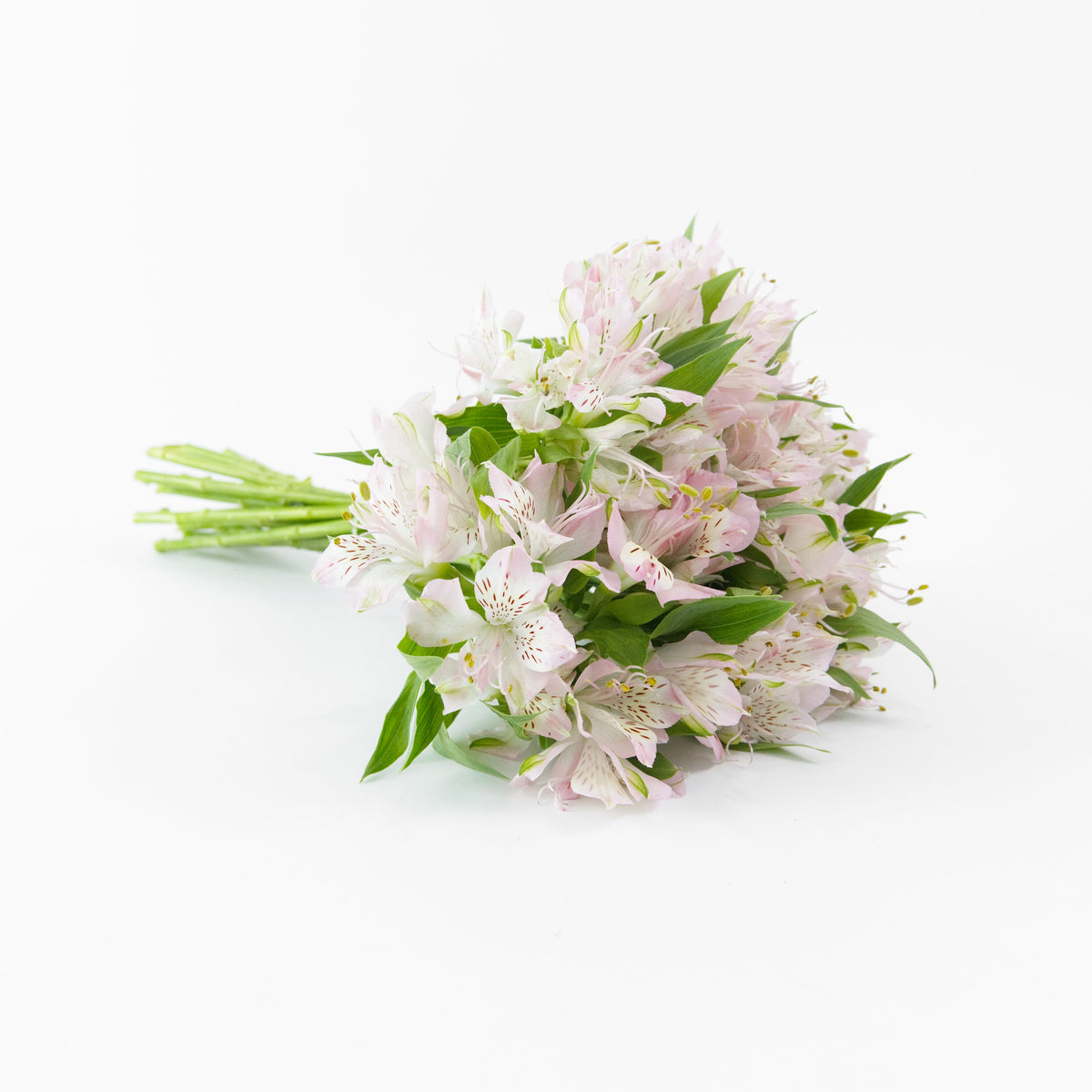 Alstroemeria - Light Pink China