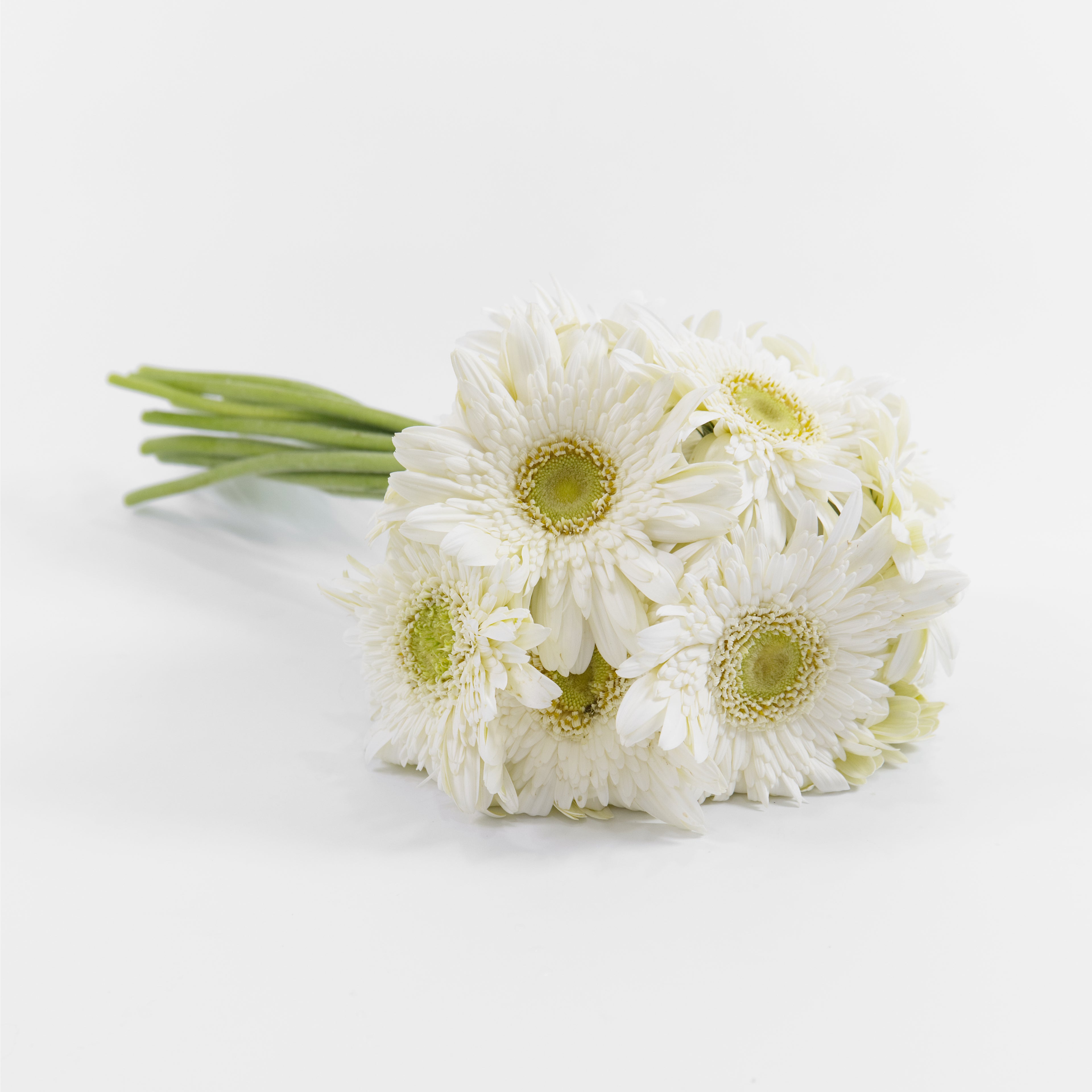 Close-up of a classic white gerbera daisy flower head showing its pristine petals, available from a KL wholesale supplier.