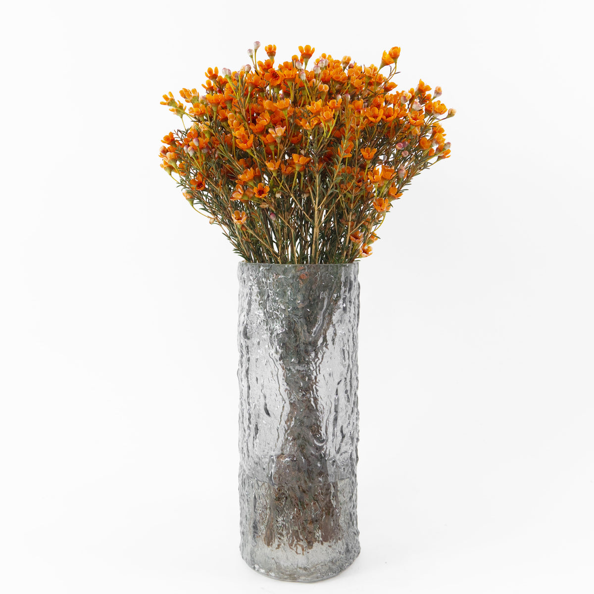 Wax Flower - Orange China
