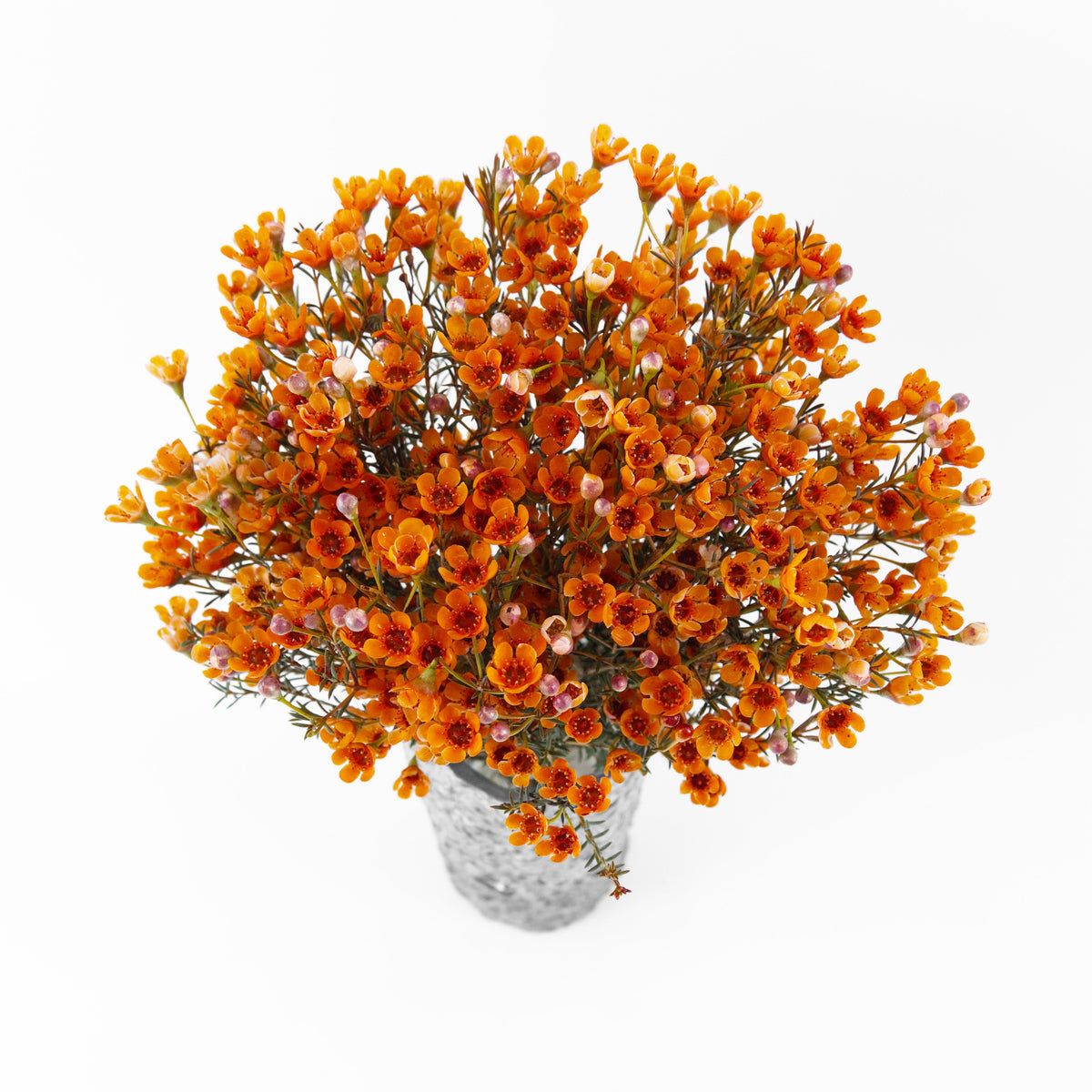Wax Flower - Orange China