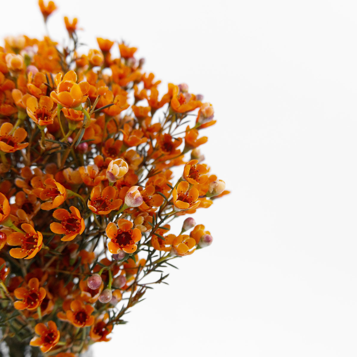 Wax Flower - Orange China