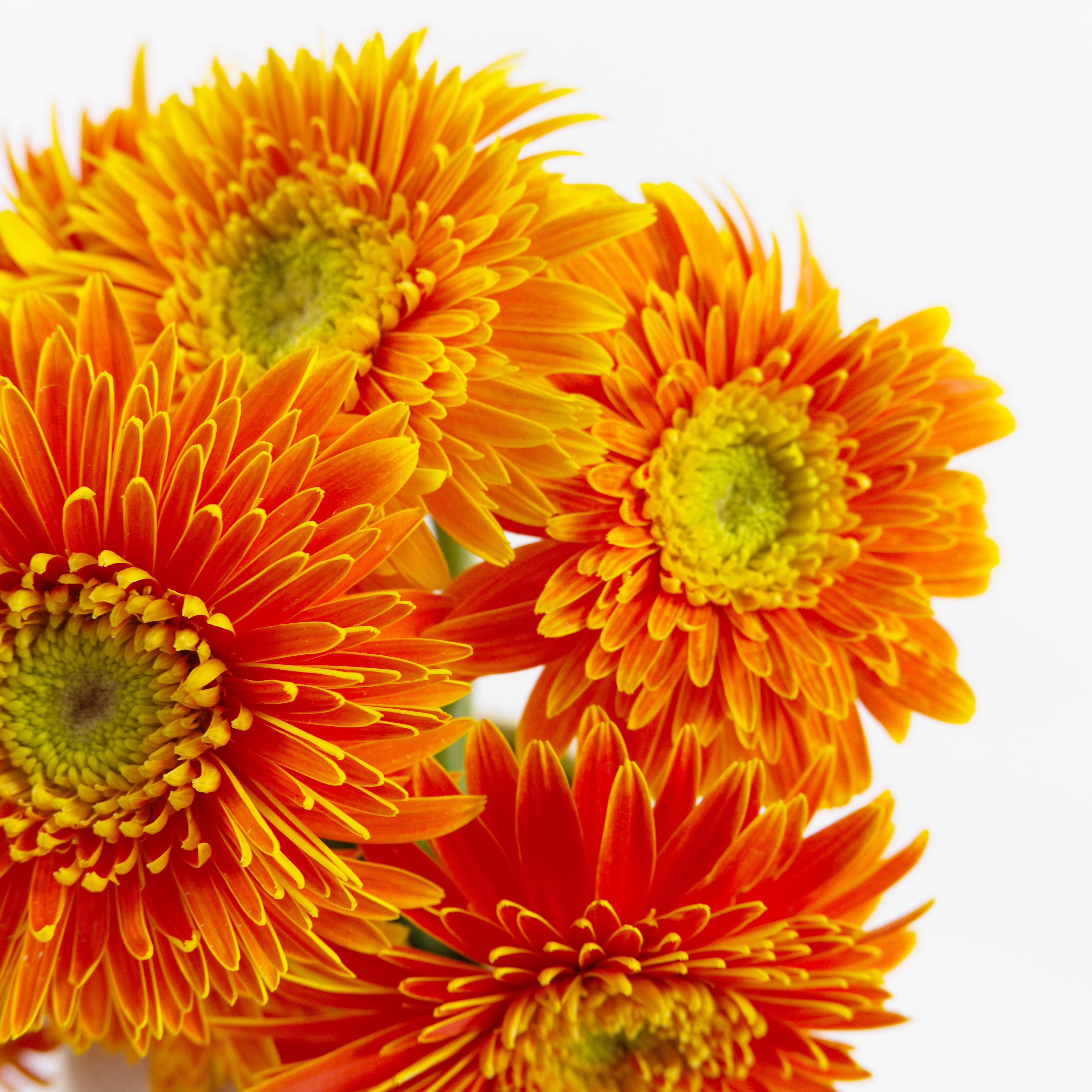 Close-up of a vibrant orange Gerbera New Orange flower showing its uniform petals and light center, available from a KL wholesaler.