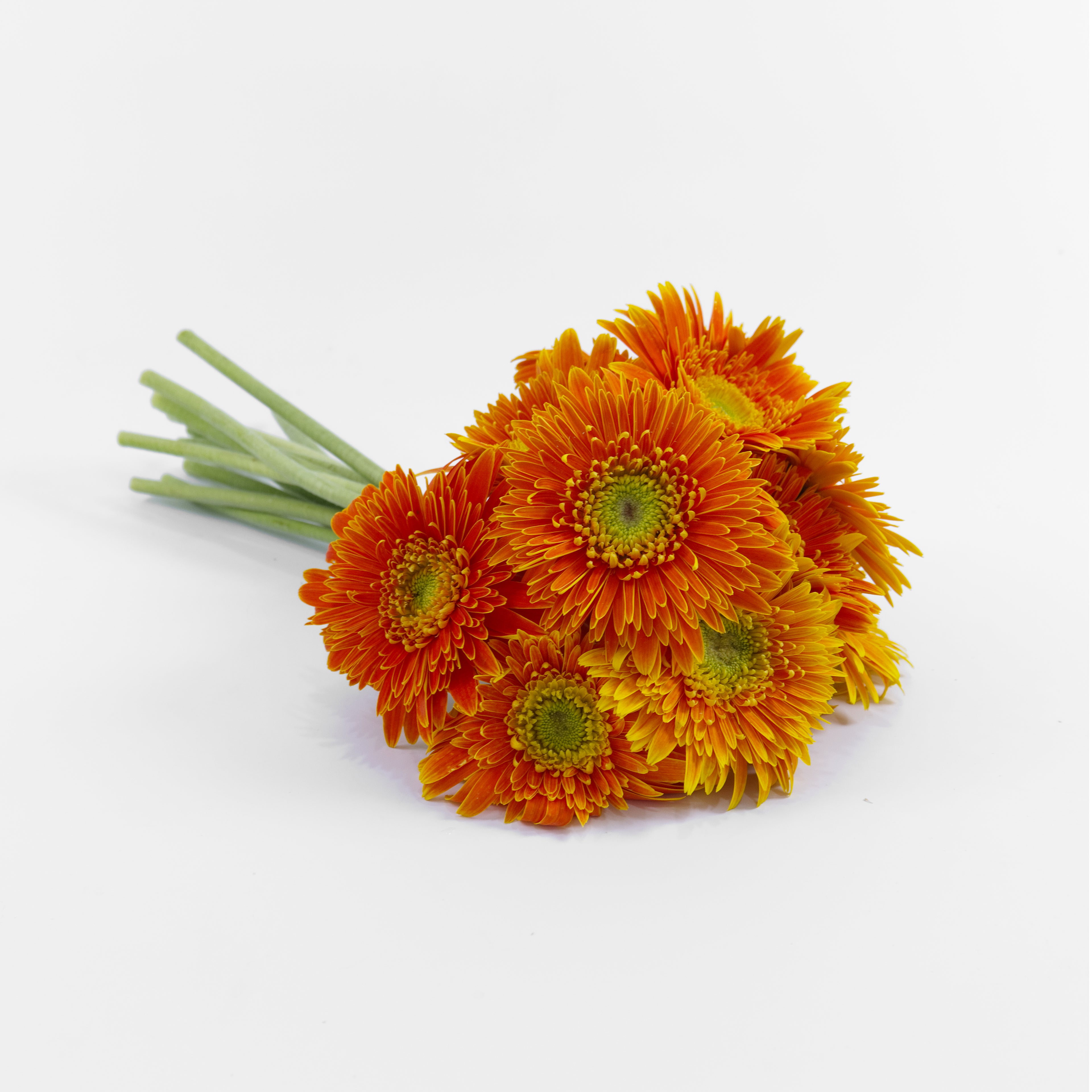 A wholesale bundle of ten fresh Gerbera New Orange daisies with bright orange petals, wrapped and ready for distribution in Malaysia.