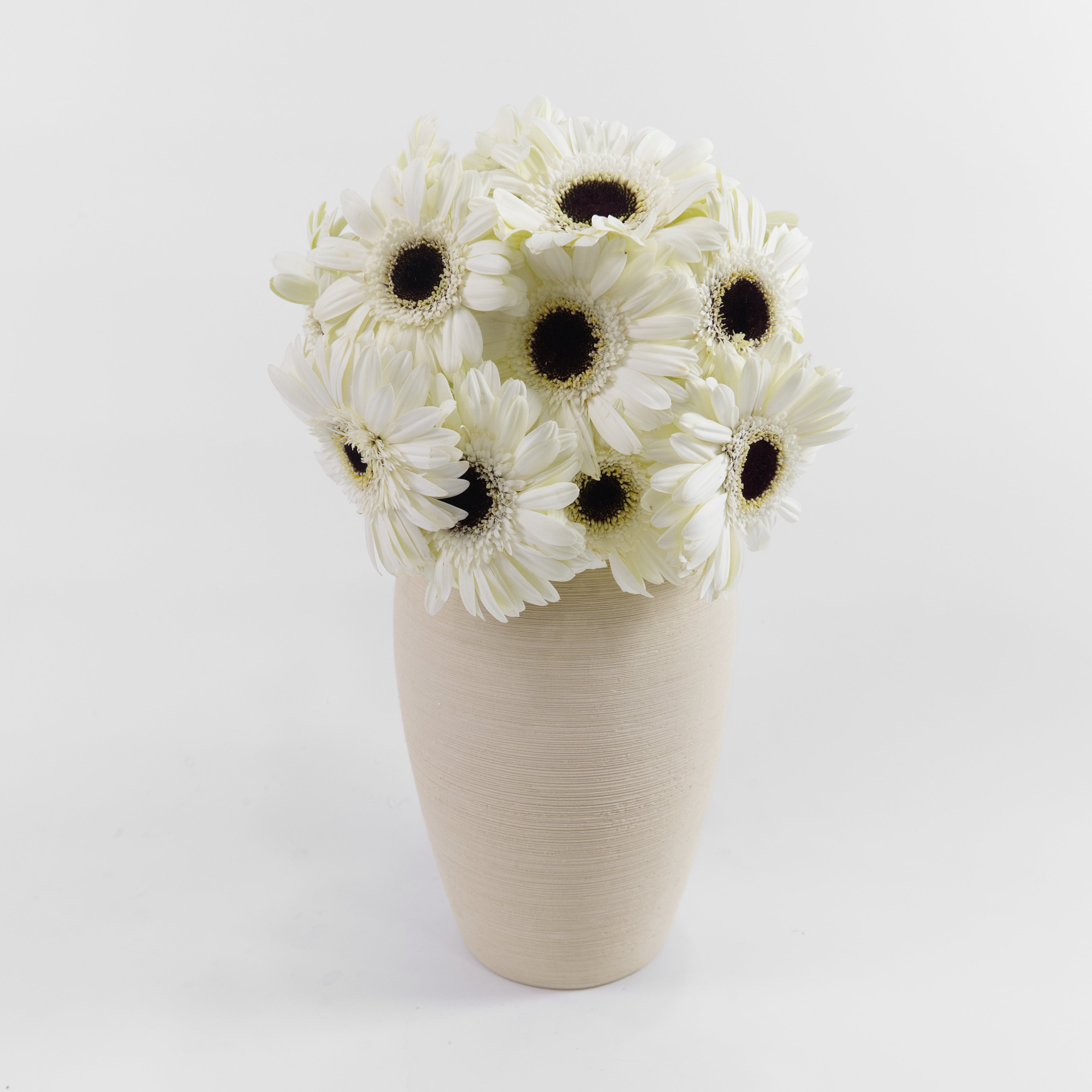 A wholesale bundle of ten fresh white gerbera daisies wrapped in protective paper, ready for delivery in Malaysia.
