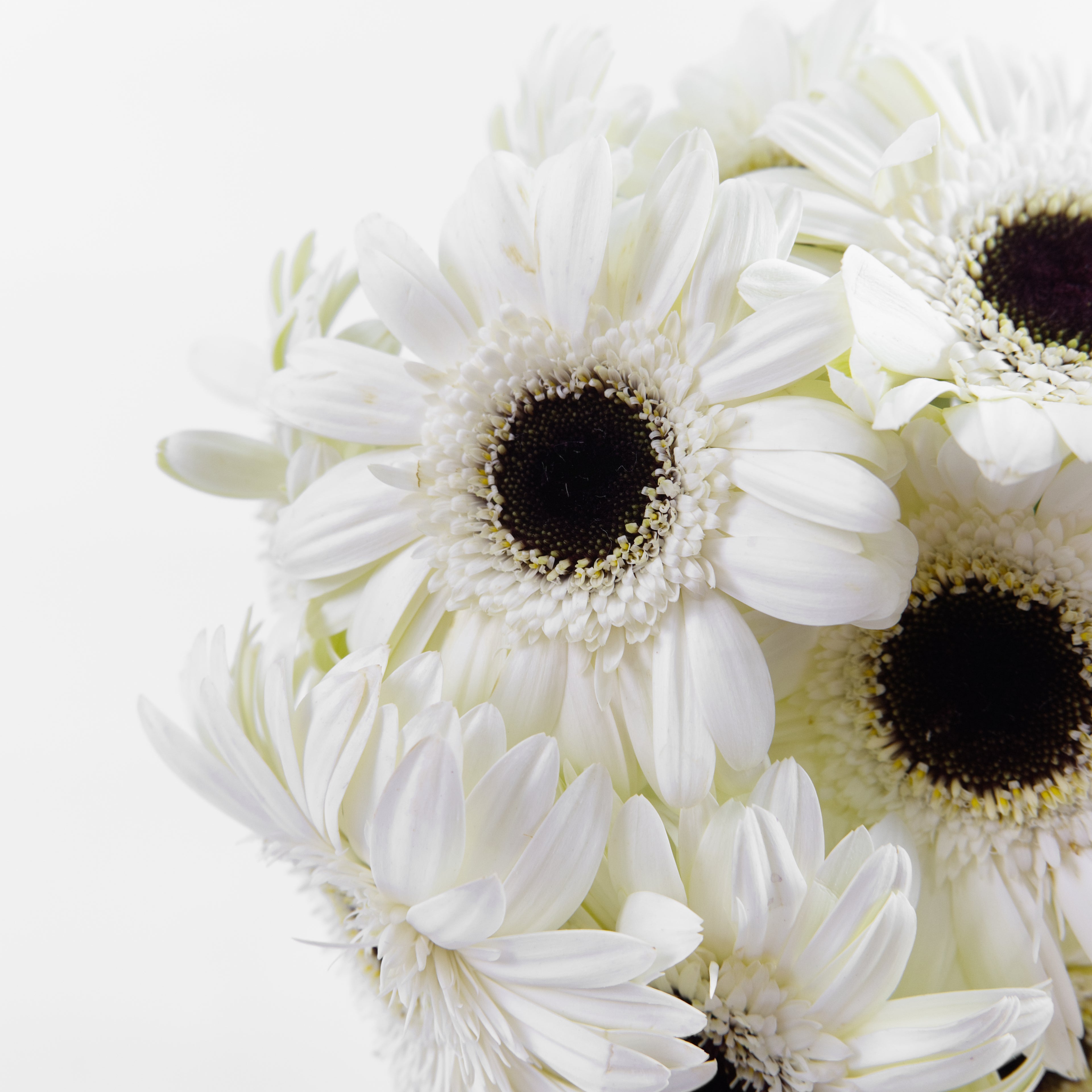 Close-up of white flowers with black centers on a white background