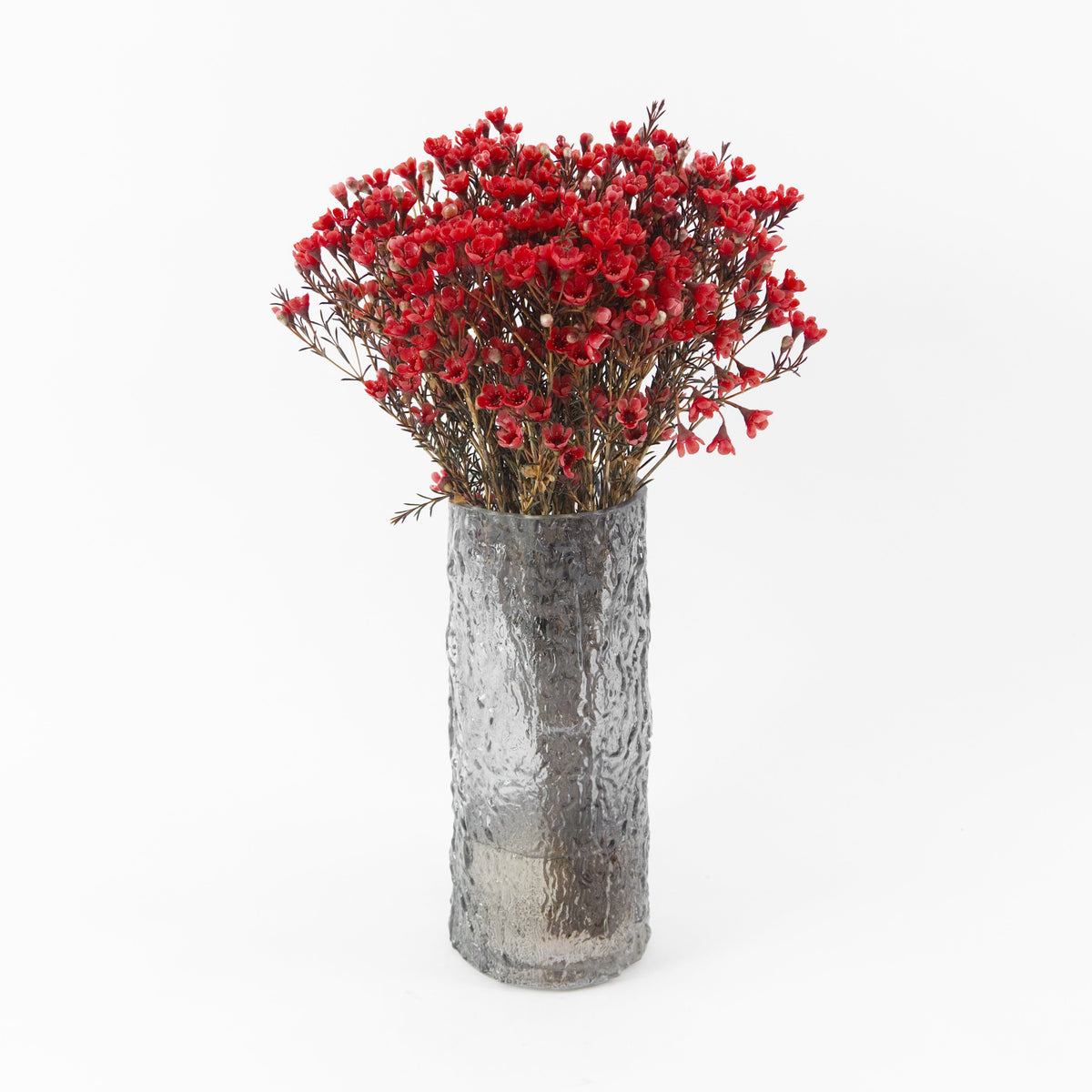 Wax Flower - Red China