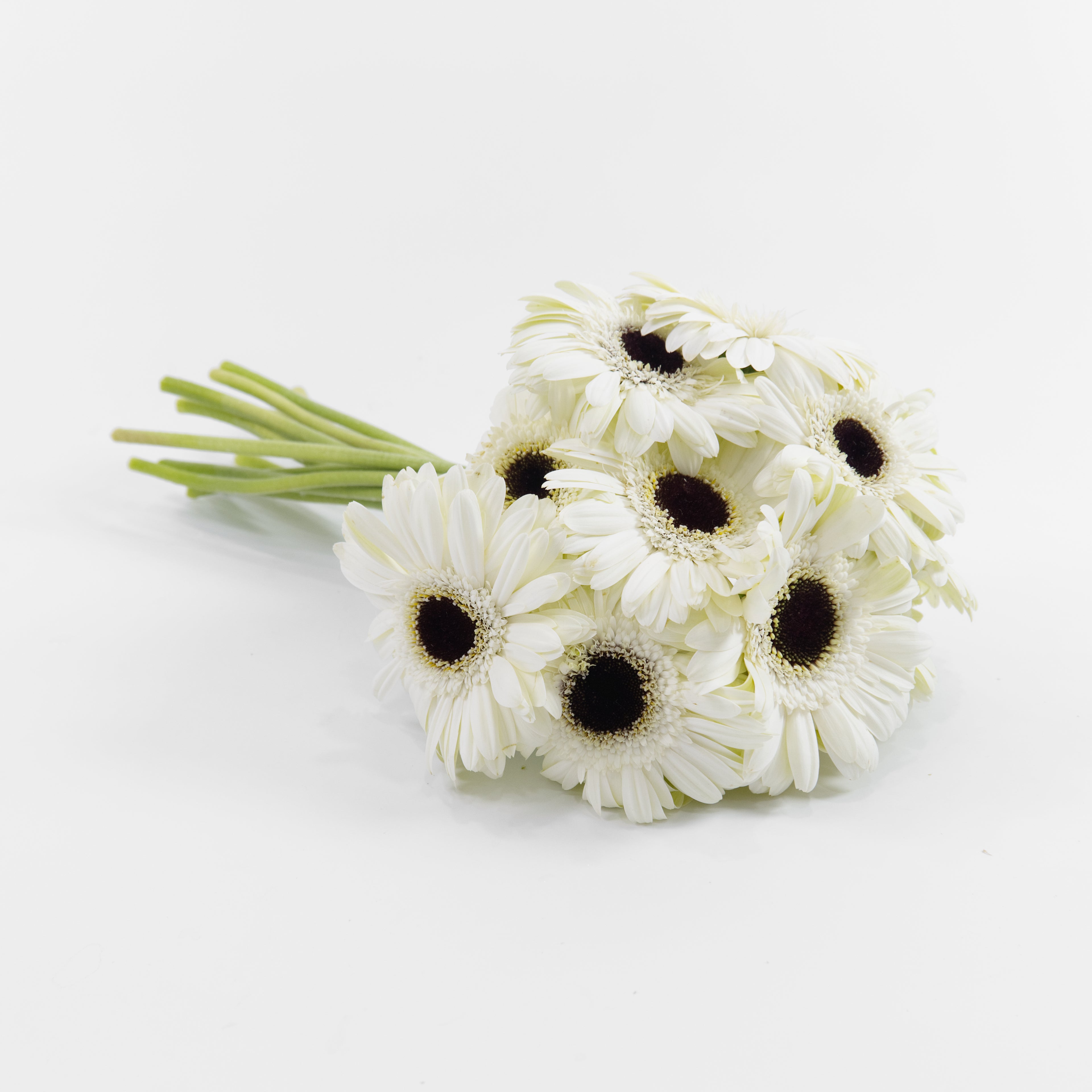 Close-up of a classic white gerbera daisy flower head showing its pristine petals, available from a KL wholesale supplier.