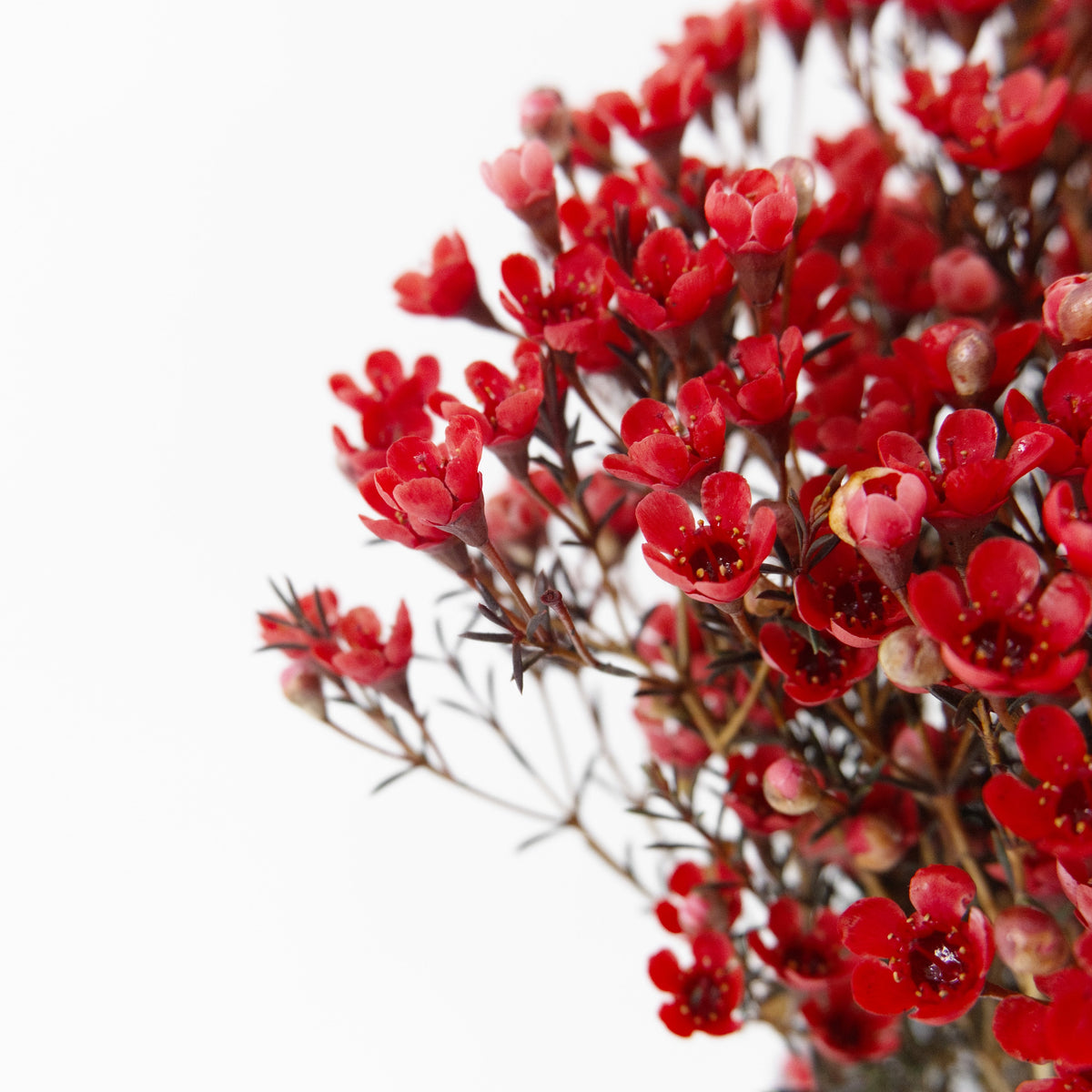 Wax Flower - Red China