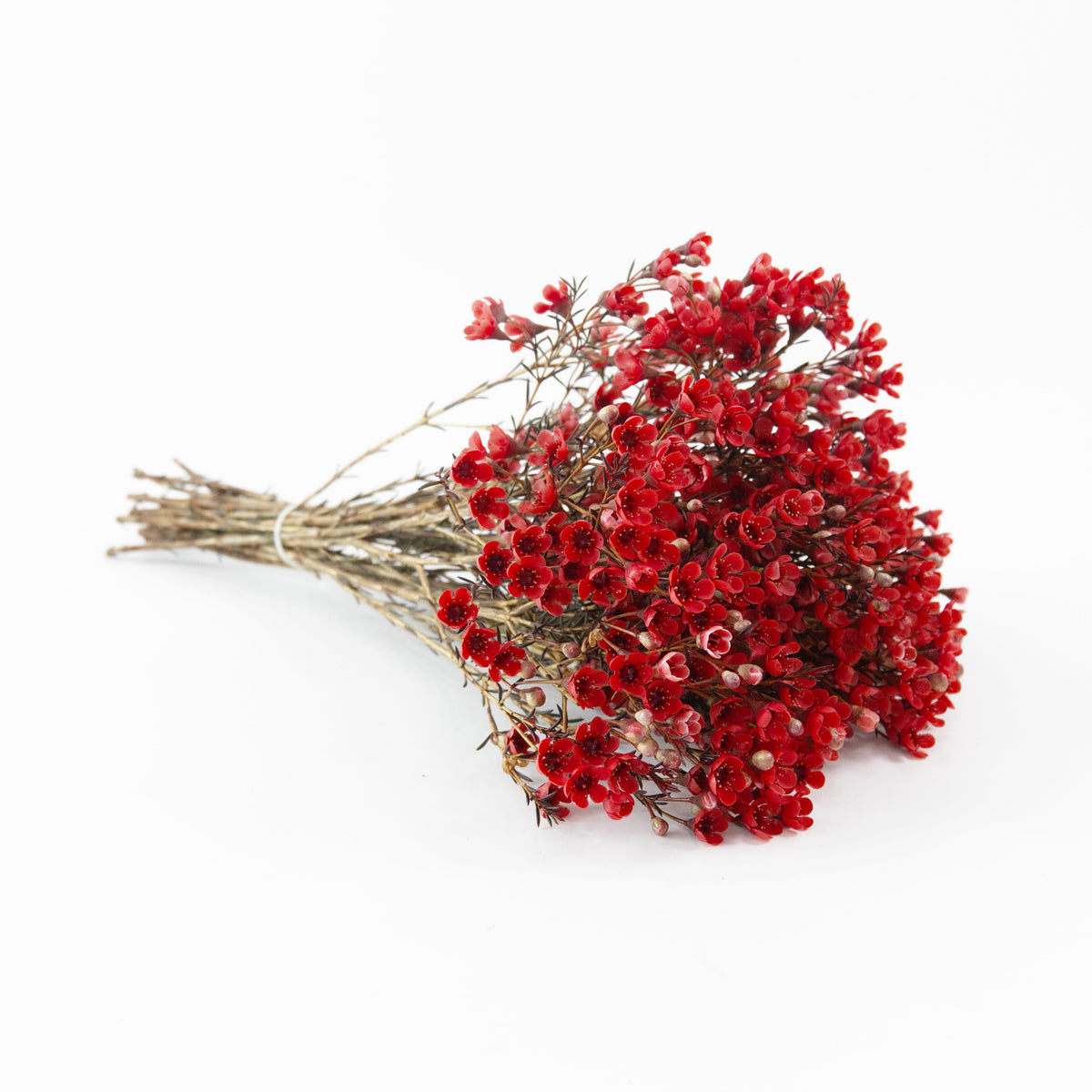 Wax Flower - Red China
