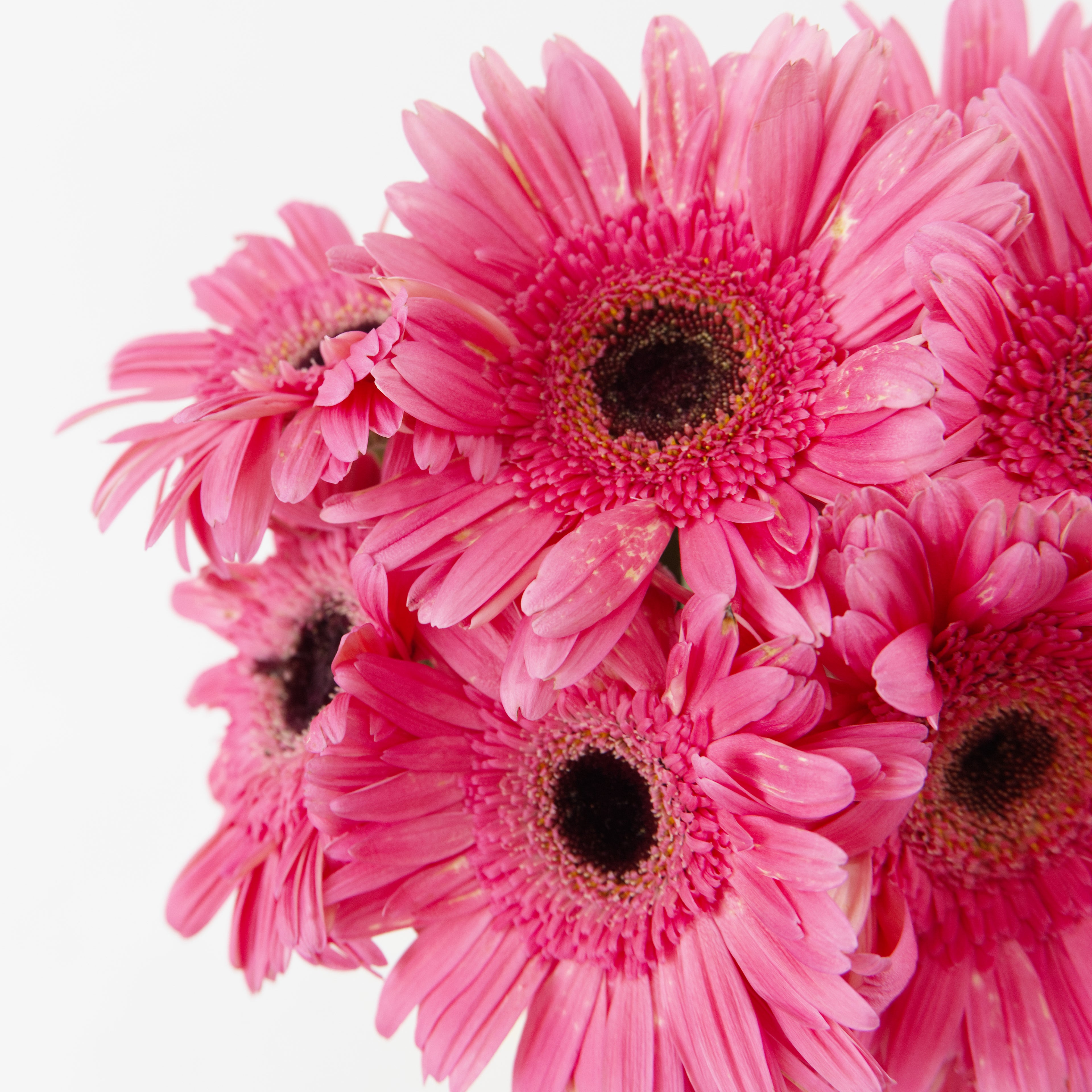Close-up of a shocking pink Gerbera daisy showing its intense, bold petals, available from a KL wholesale flower supplier.