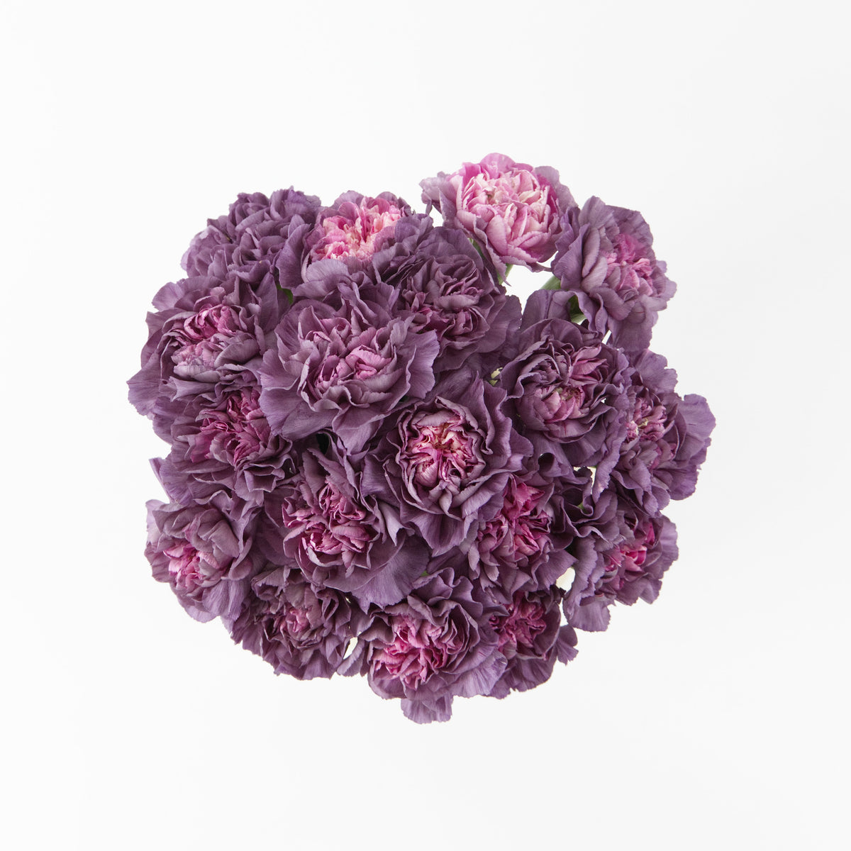 Carnation - Wild Horse China