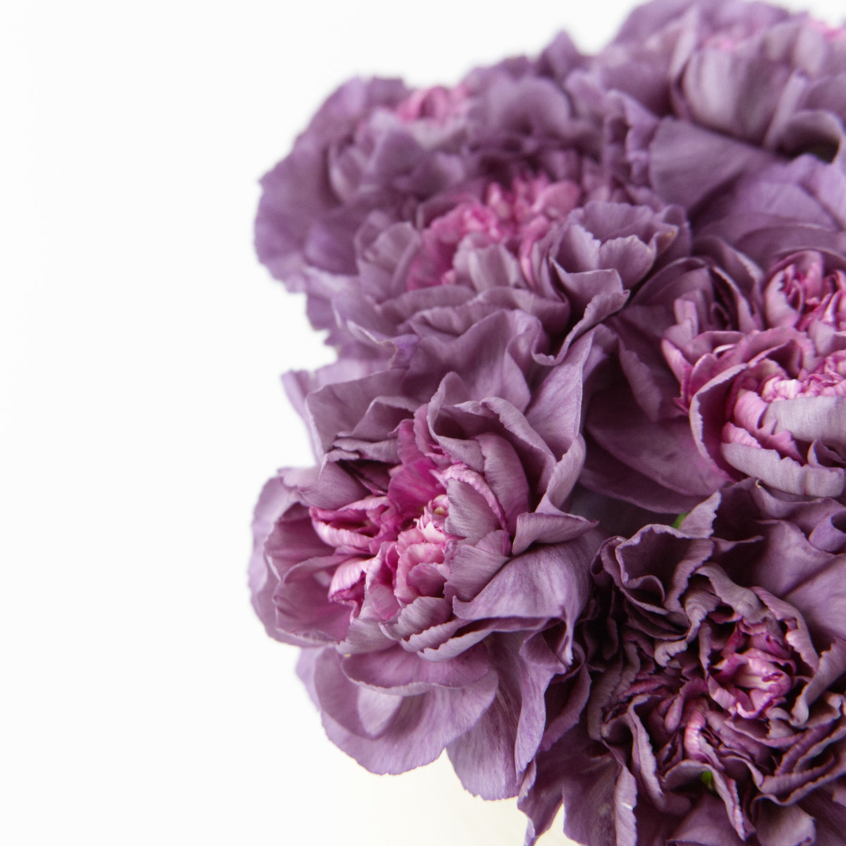 Carnation - Wild Horse China