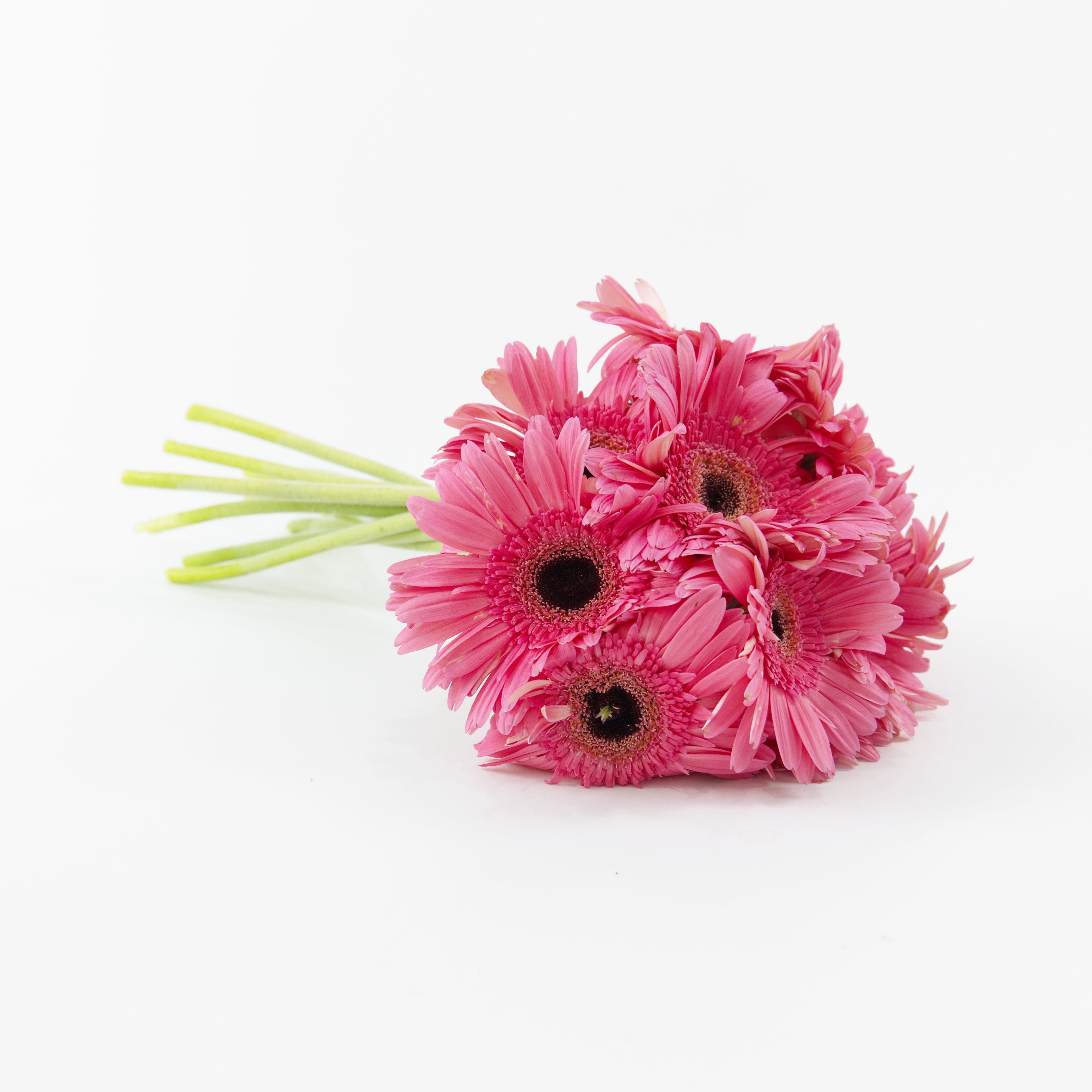 A wholesale bundle of ten fresh Gerbera Shocking Pink daisies with vibrant hot pink petals, prepared for delivery in Malaysia.