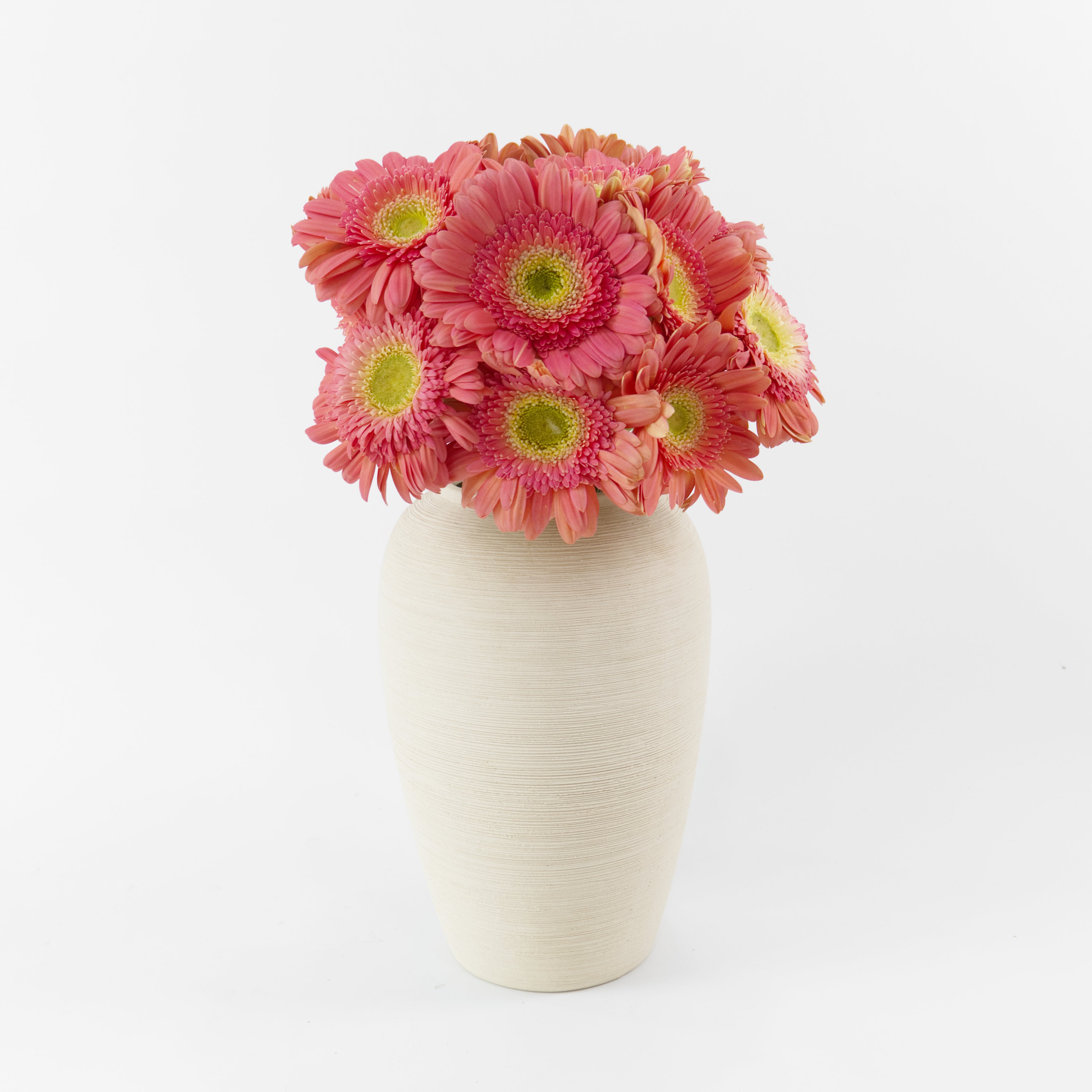 Bundles of wholesale Gerbera Pink Green Heart flowers kept in clean water containers inside a floral cold storage room in Kuala Lumpur.