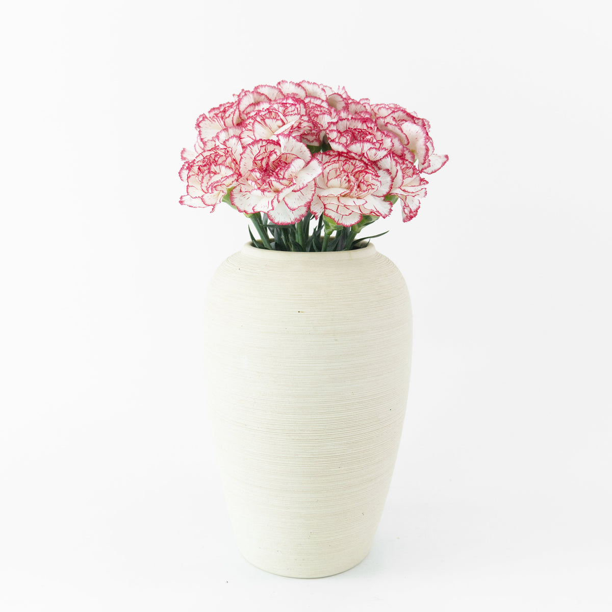 Carnation - Red White Malaysia
