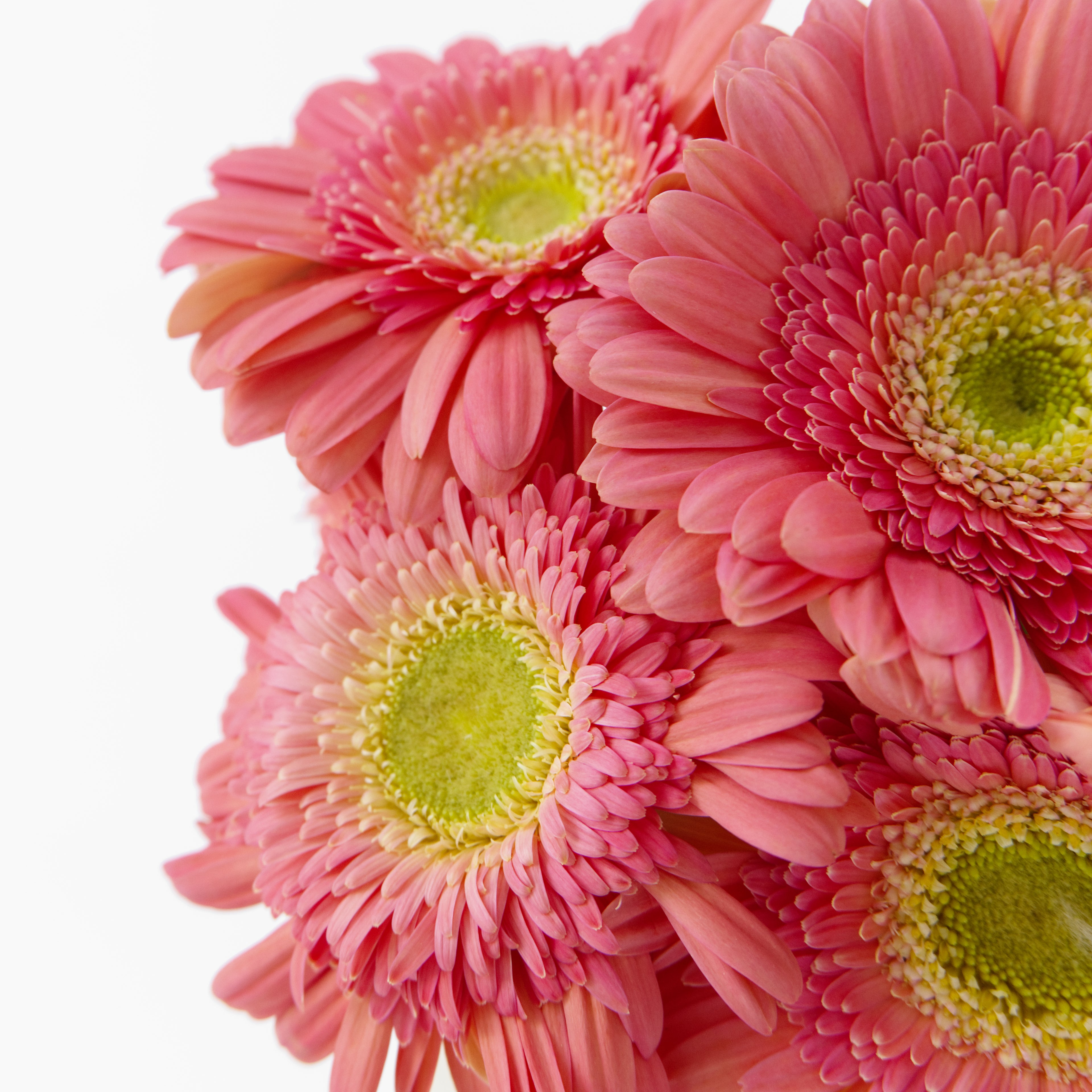 Close-up of a pink Gerbera daisy showing its colorful petals and distinct green heart, available from a KL wholesale supplier.