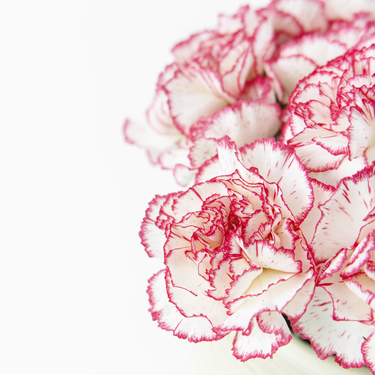 Carnation - Red White Malaysia