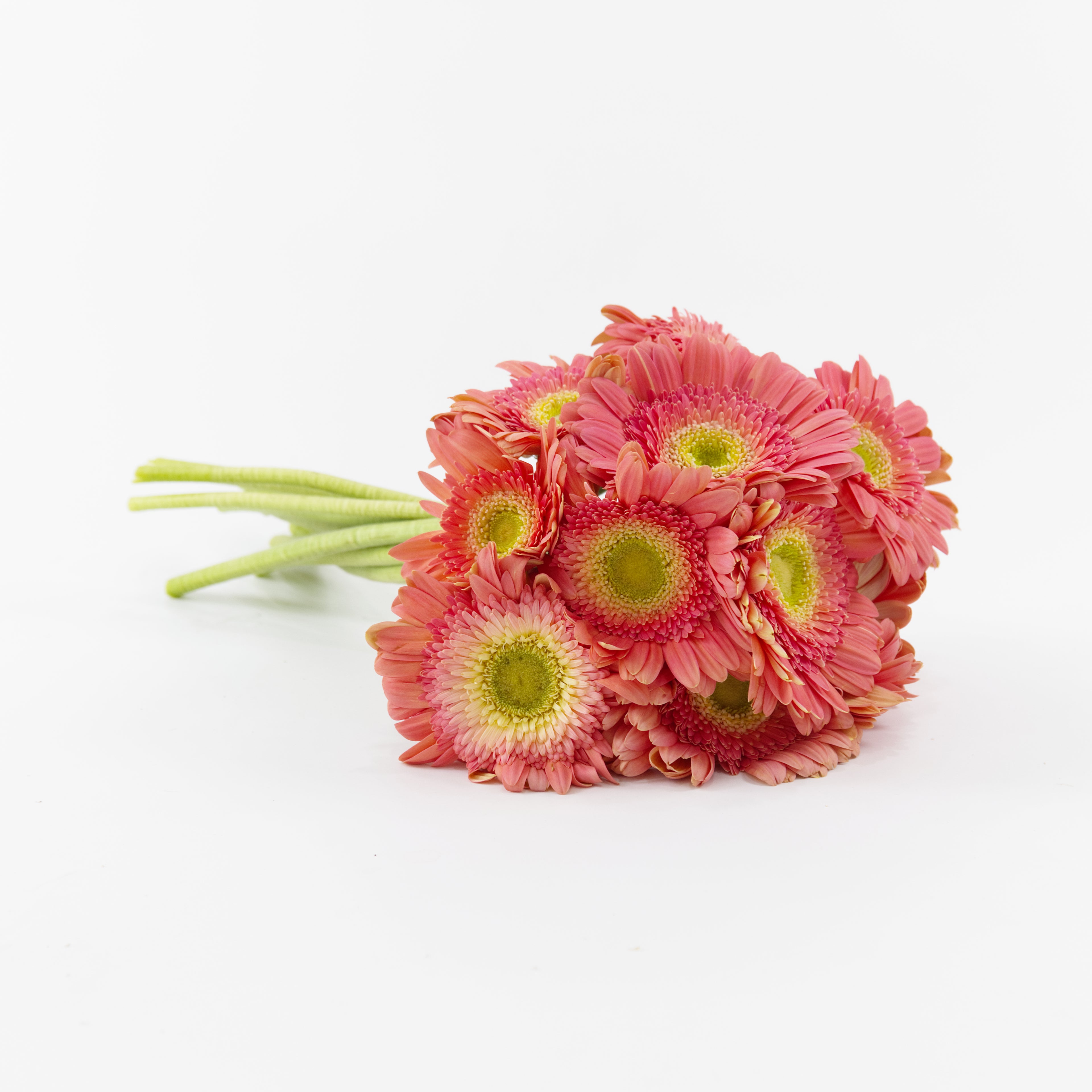 A wholesale bundle of ten fresh Gerbera Pink Green Heart daisies with pink petals and green centers, prepared for delivery in Malaysia.