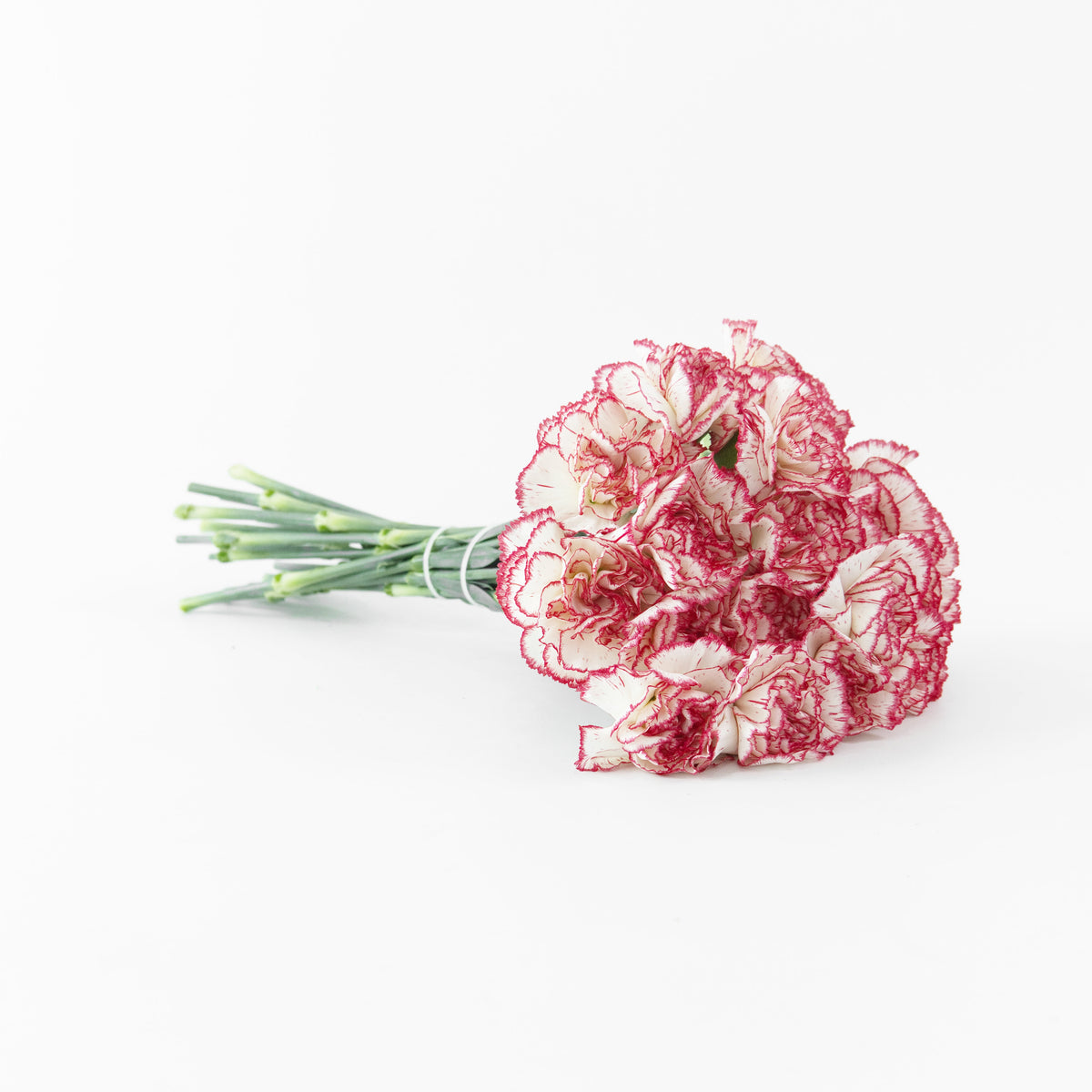 Carnation - Red White Malaysia