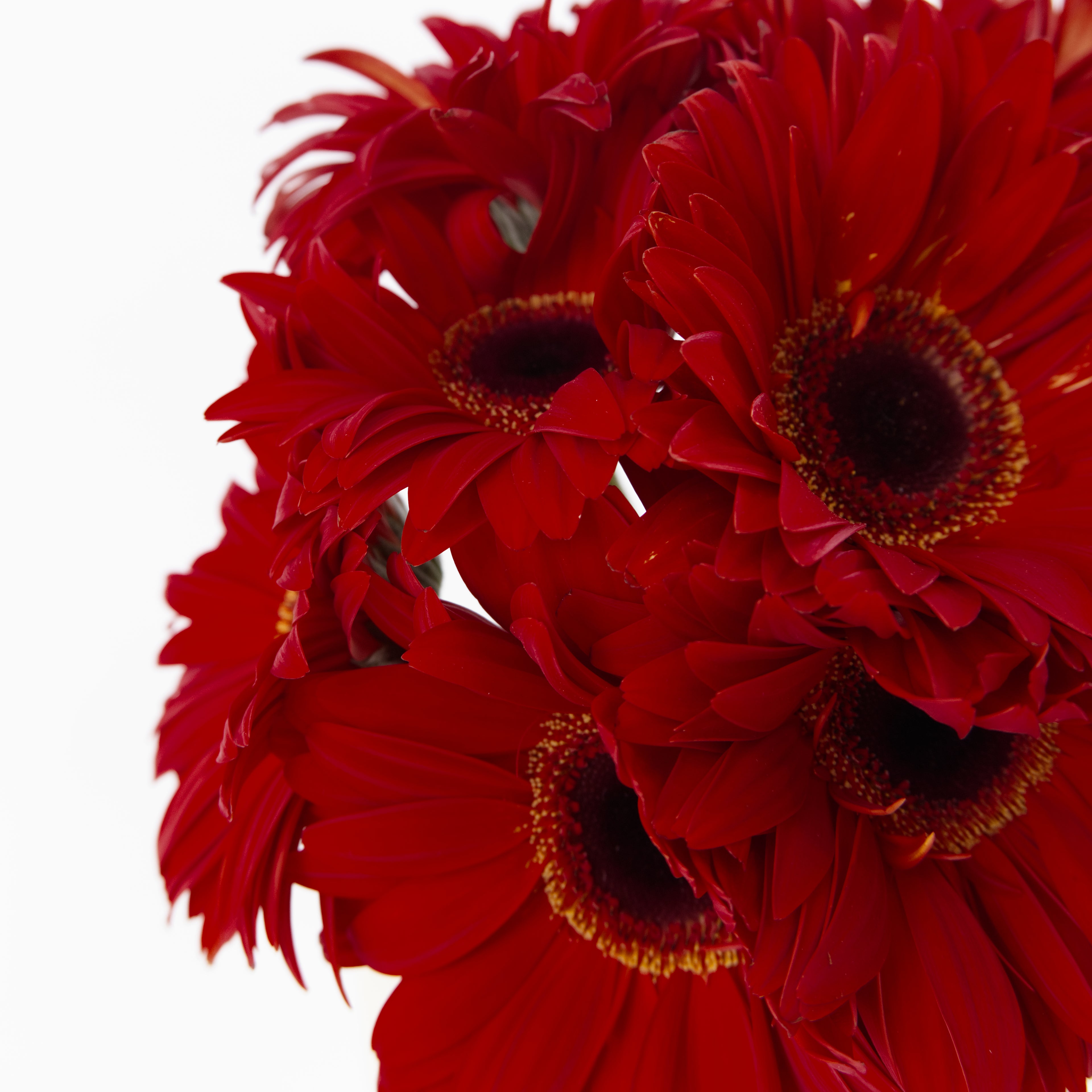 Close-up of a classic red gerbera daisy flower head showing its uniform, rich red petals, available from a KL wholesale supplier.