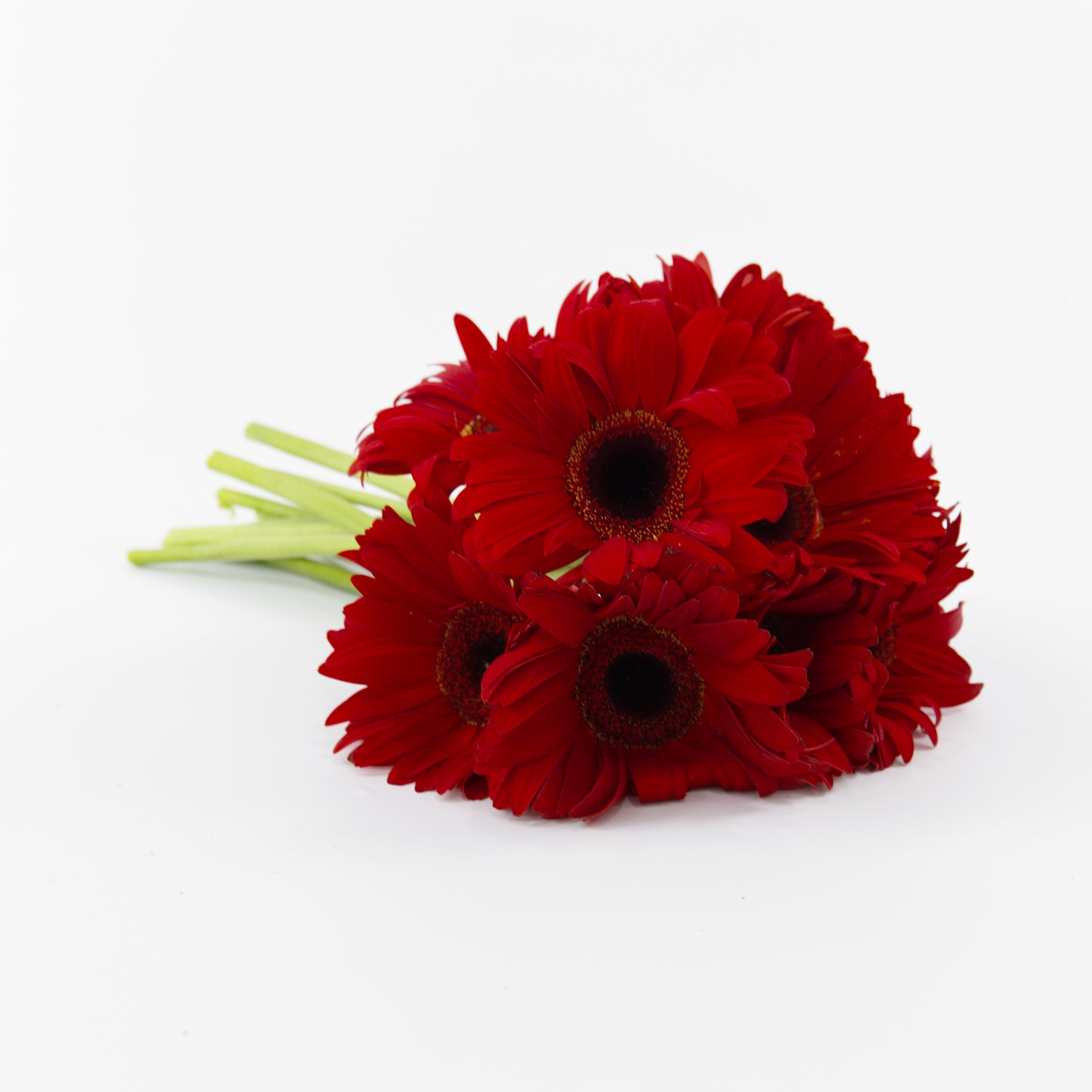 A wholesale bundle of ten fresh red gerbera daisies wrapped in protective paper, prepared for delivery in Malaysia.