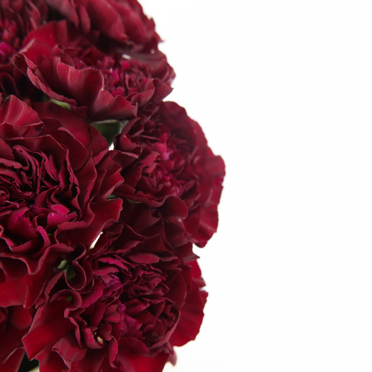 Carnation - Maroon Malaysia