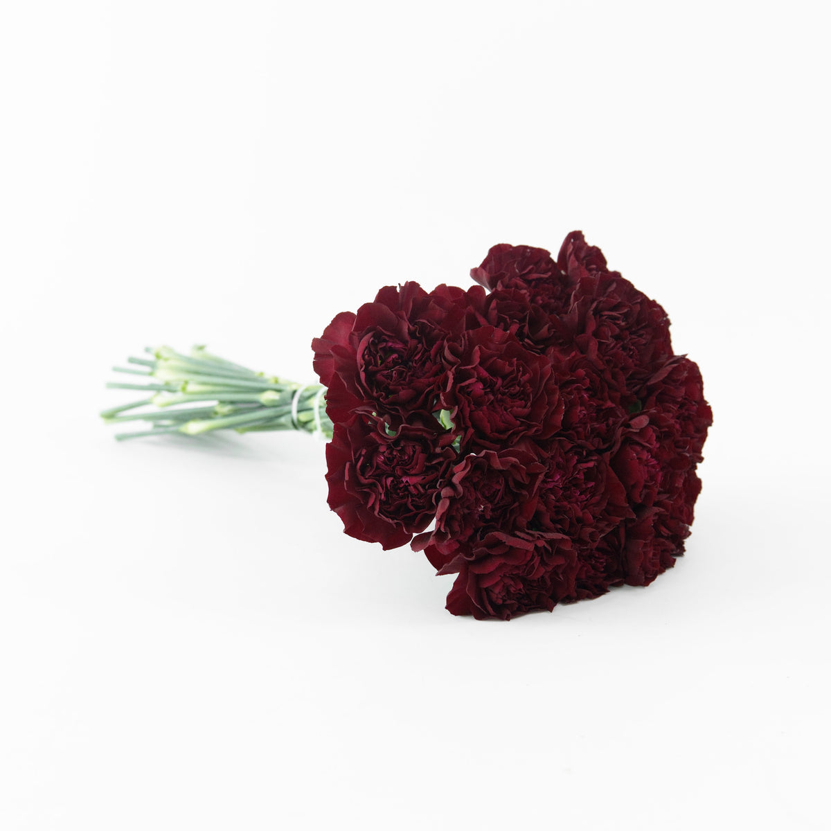 Carnation - Maroon Malaysia