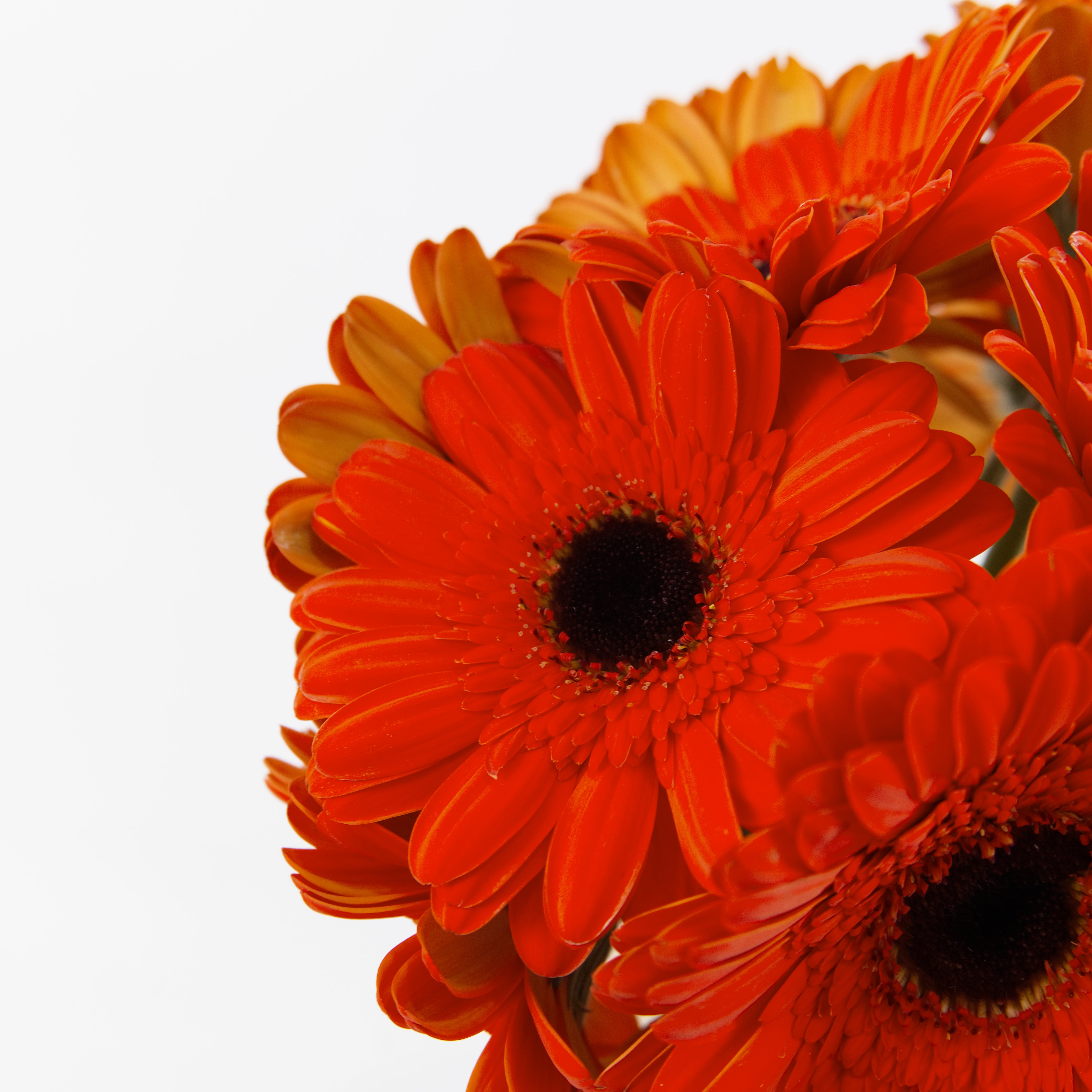 Close-up of bright orange gerbera daisies with dark brown centers on a plain white background.