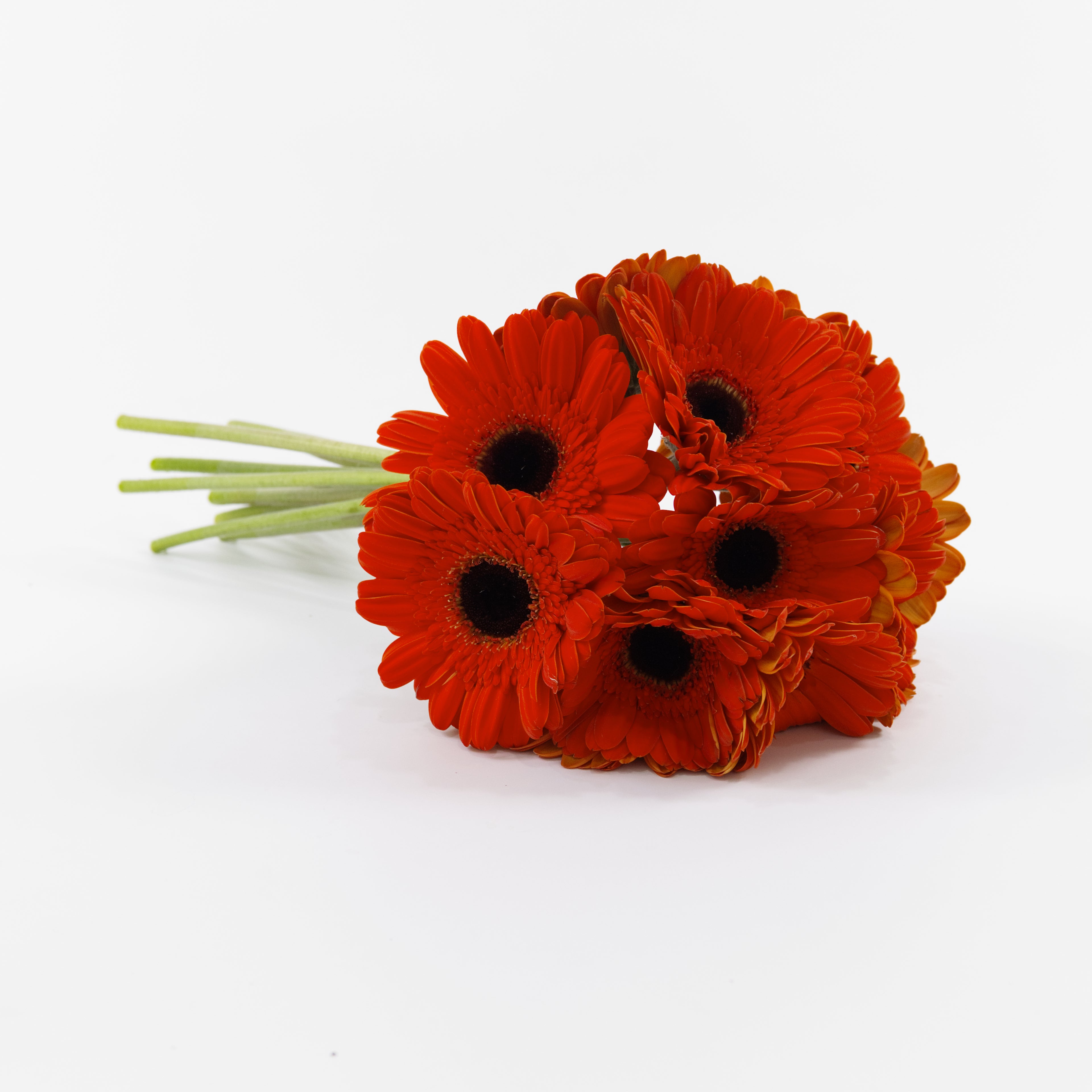 A small bouquet of gerbera daisies with bright orange-red petals, dark brown centers, and light green stems, arranged on a plain white background.