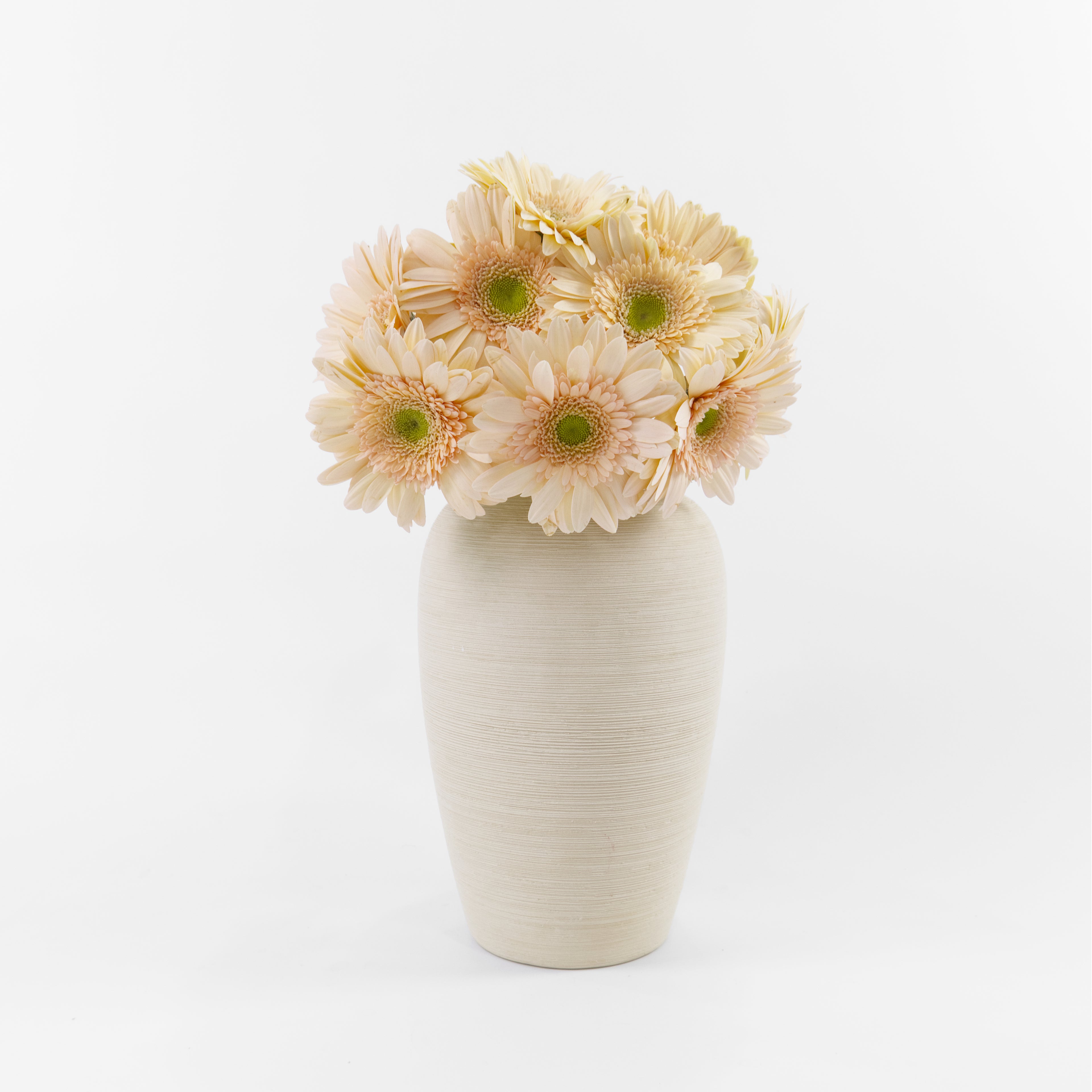 A wholesale bundle of ten fresh Gerbera Cream Green Heart daisies with ivory petals and green centers, prepared for delivery in Malaysia.
