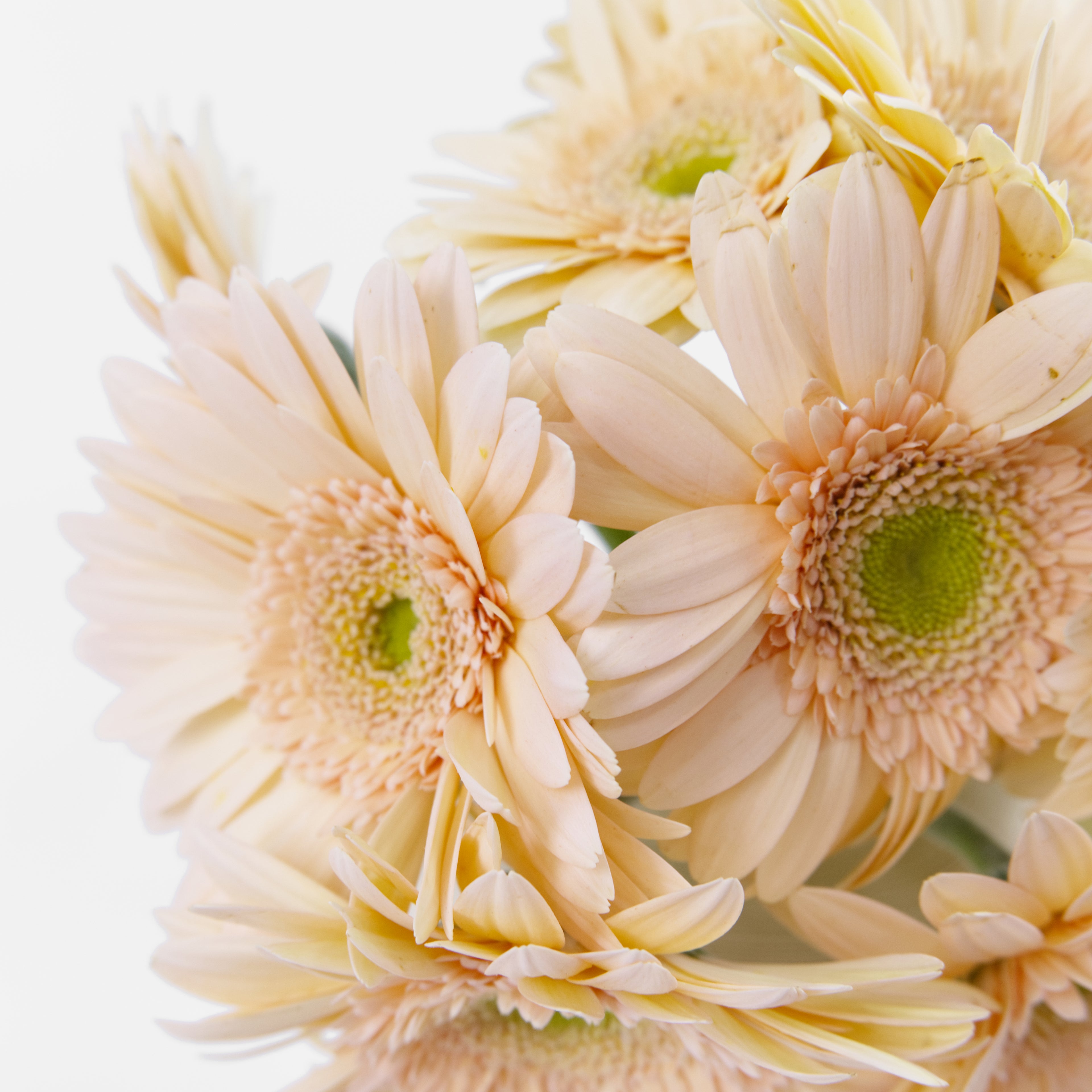 Close-up of a cream Gerbera daisy showing its soft petals and distinct green heart, available from a KL wholesale supplier.