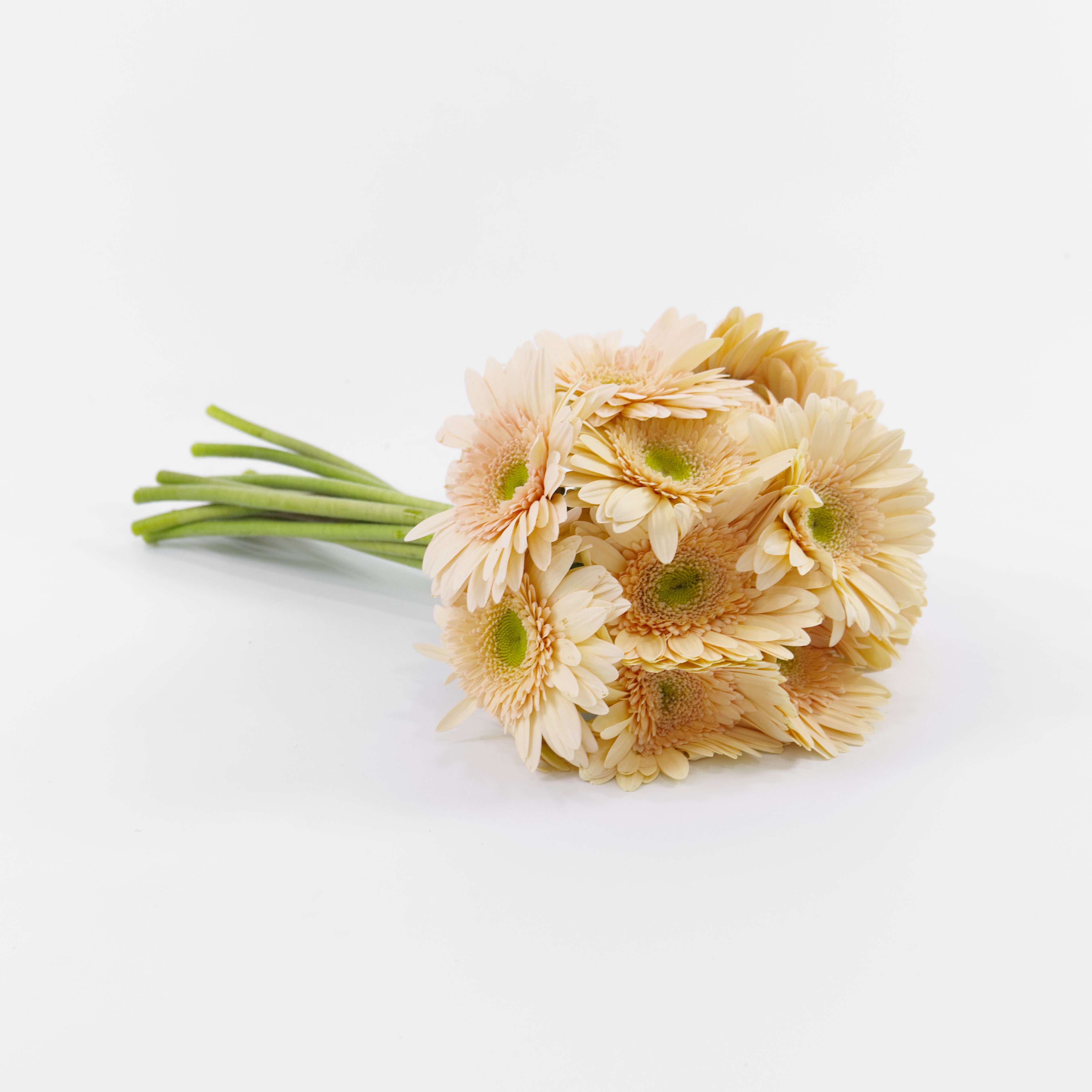 Bundles of wholesale Gerbera Cream Green Heart flowers kept in clean water containers inside a floral cold storage room in Kuala Lumpur.