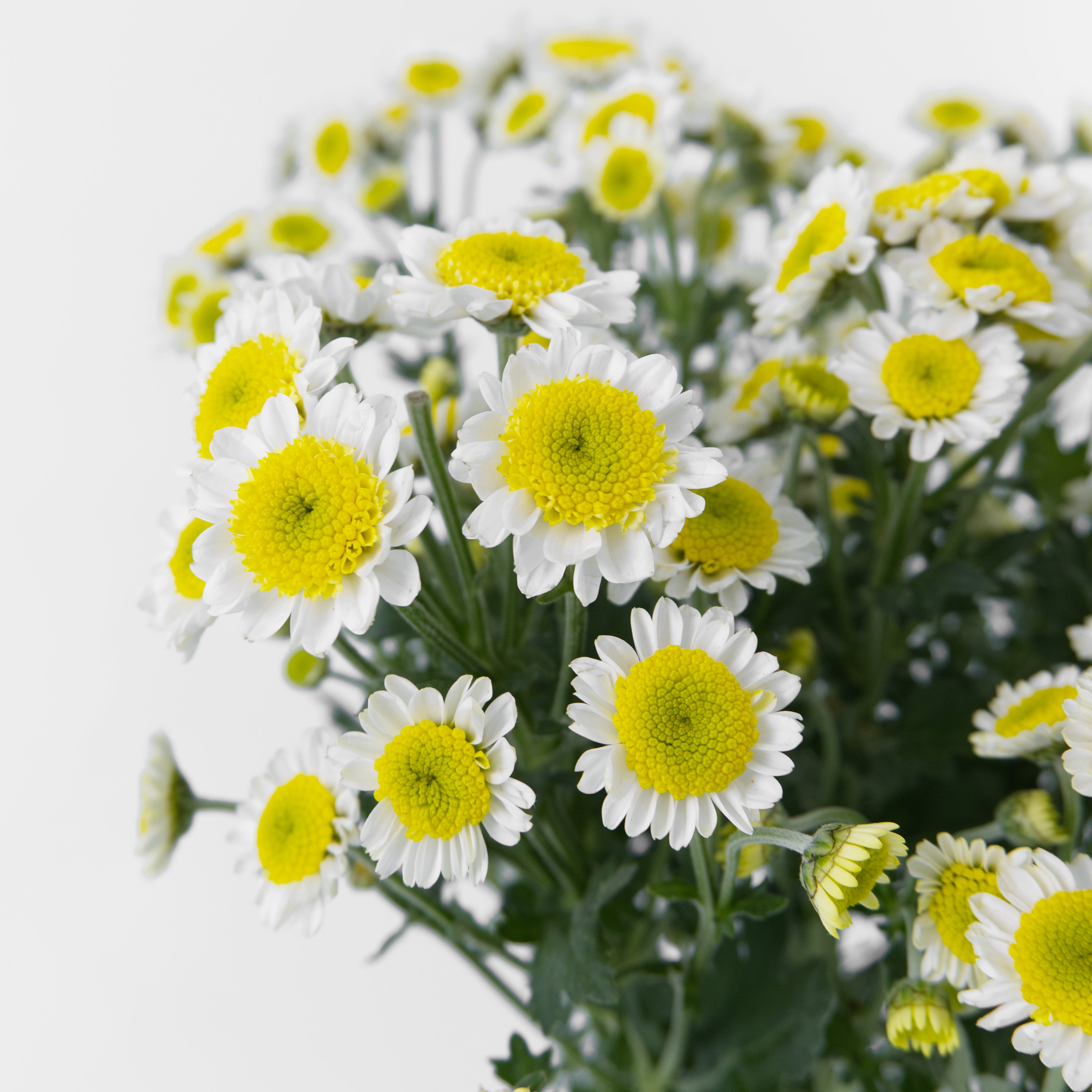 Close-up of a Sun Up pom-pom chrysanthemum bloom showing its golden-yellow center and cream-white petals, available from a KL wholesale supplier.
