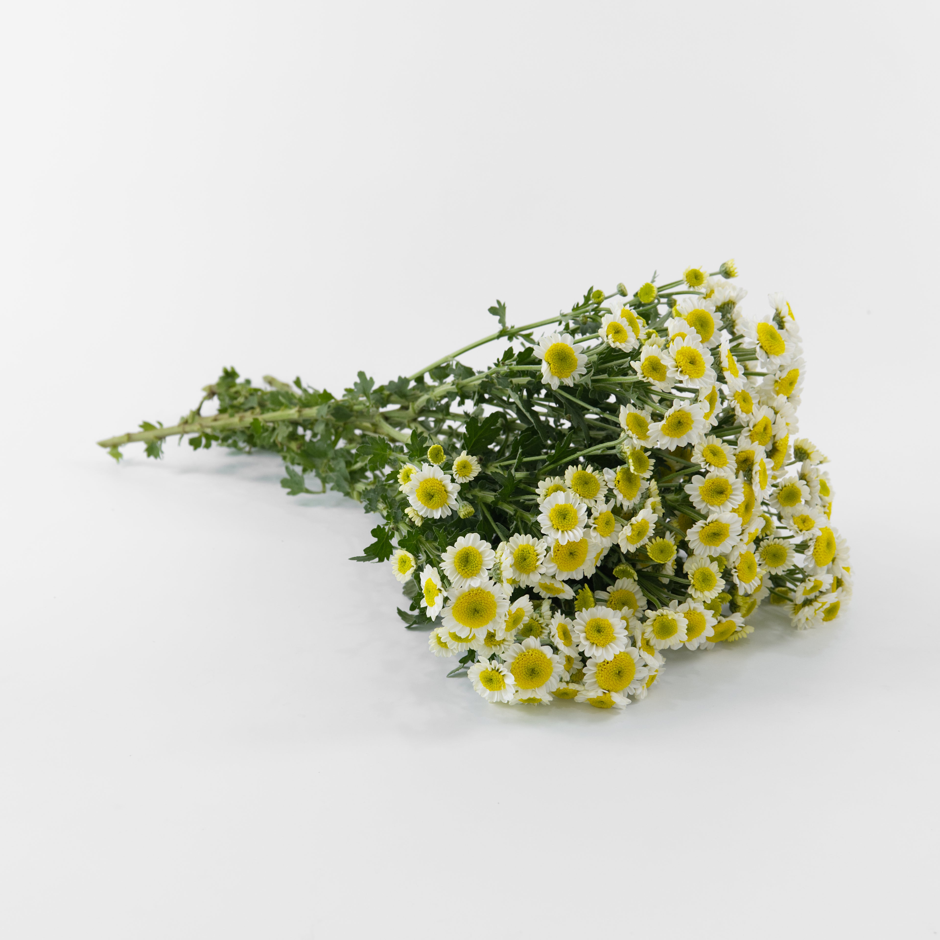 A wholesale bundle of fresh bicolor Sun Up Chrysanthemum Pom Pom stems, prepared for shipment in Malaysia.
