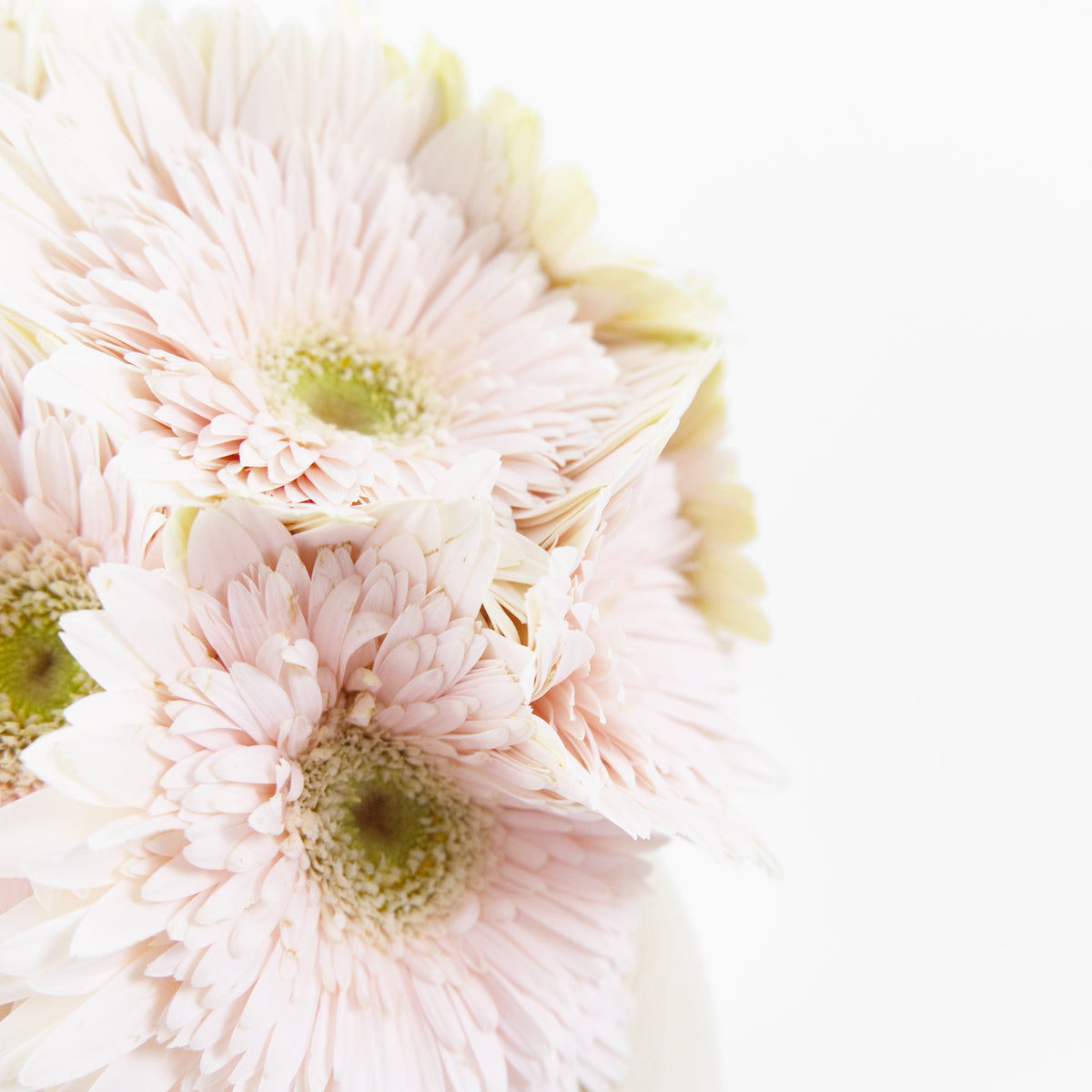 Gerbera - Milky PInk Malaysia