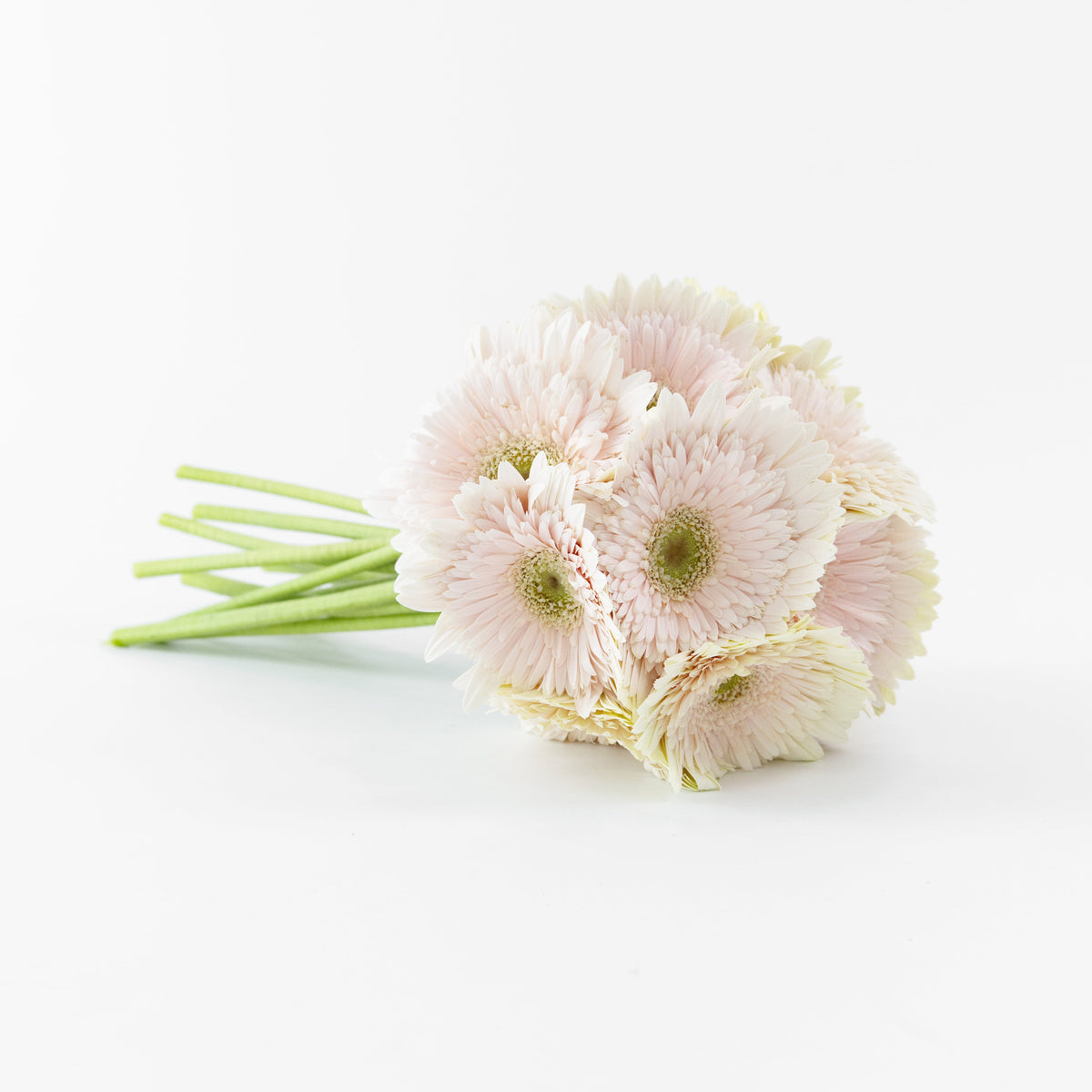 Gerbera - Milky PInk Malaysia